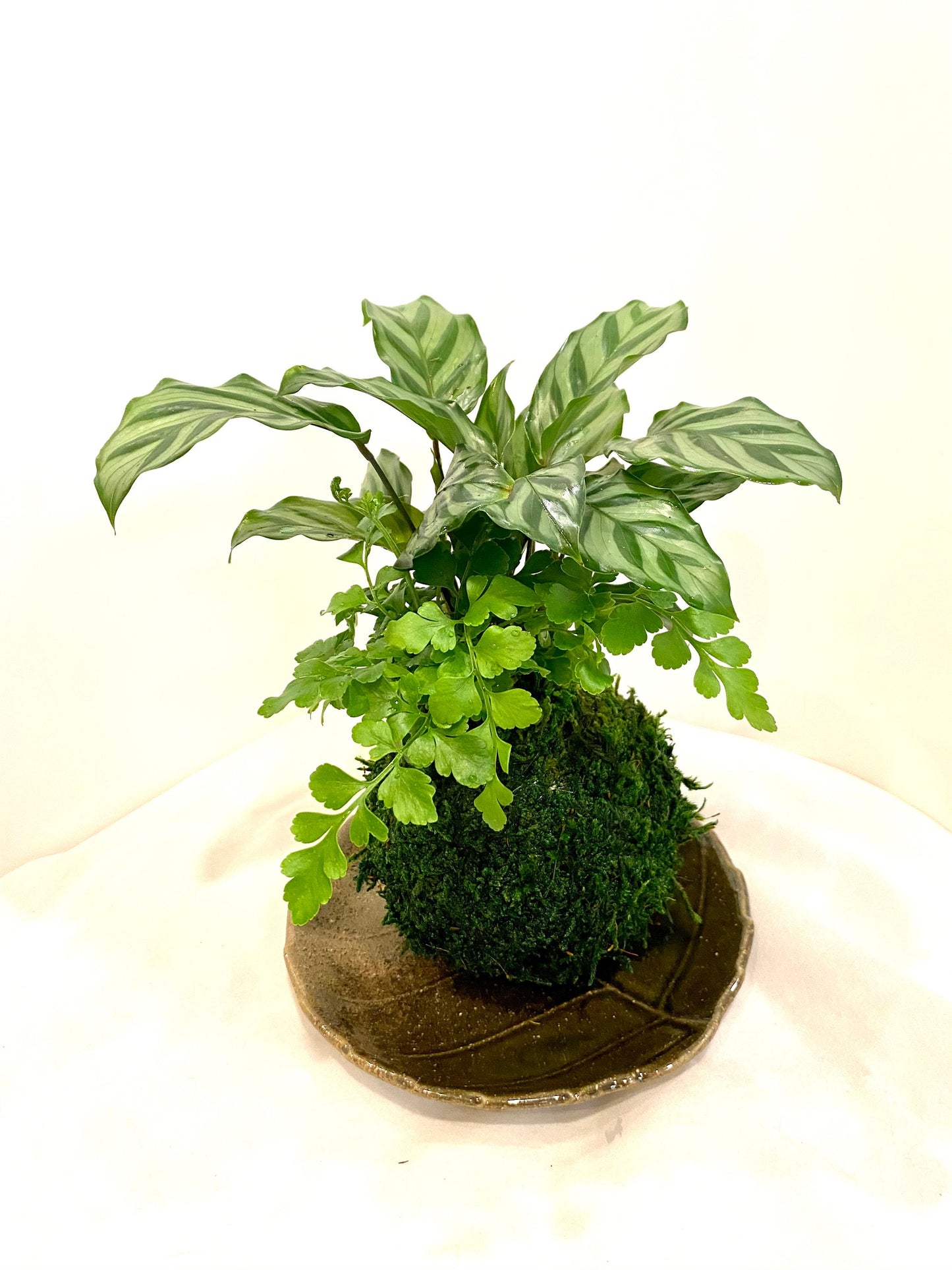Calathea and Austral Gem Fern Combo Kokedama - Bonsai Moss ball - Japanese house plant decoration
