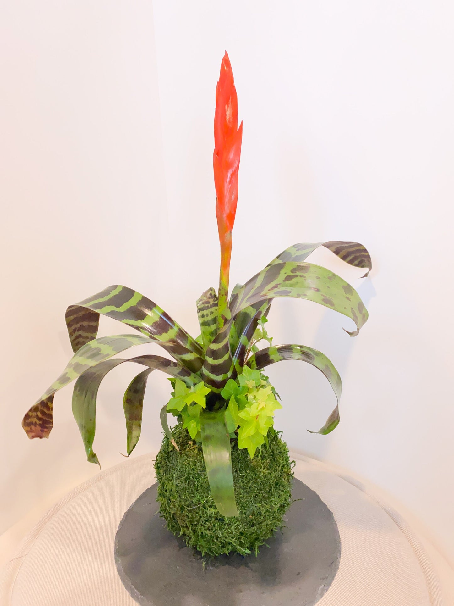 Kokedama - Moss ball with exotic Bromeliad Vriesea with Ivy arrangement.