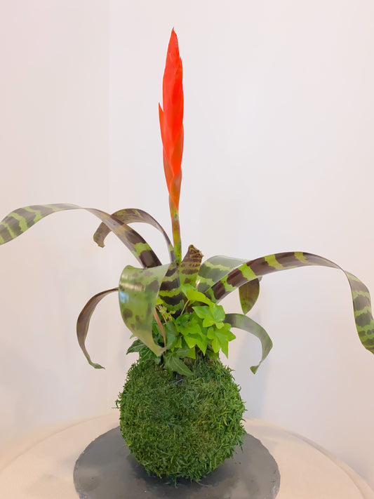 Kokedama - Moss ball with exotic Bromeliad Vriesea with Ivy arrangement.