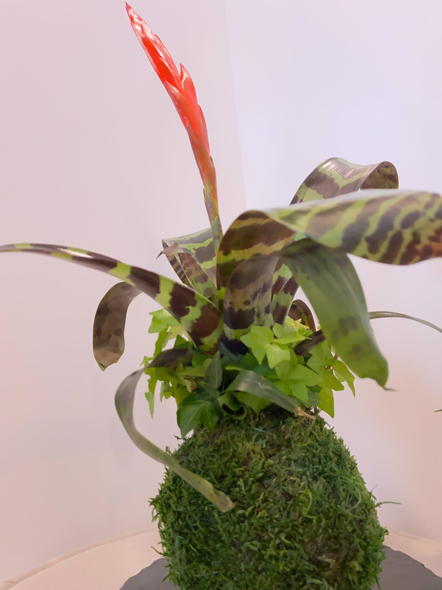 Kokedama - Moss ball with exotic Bromeliad Vriesea with Ivy arrangement.