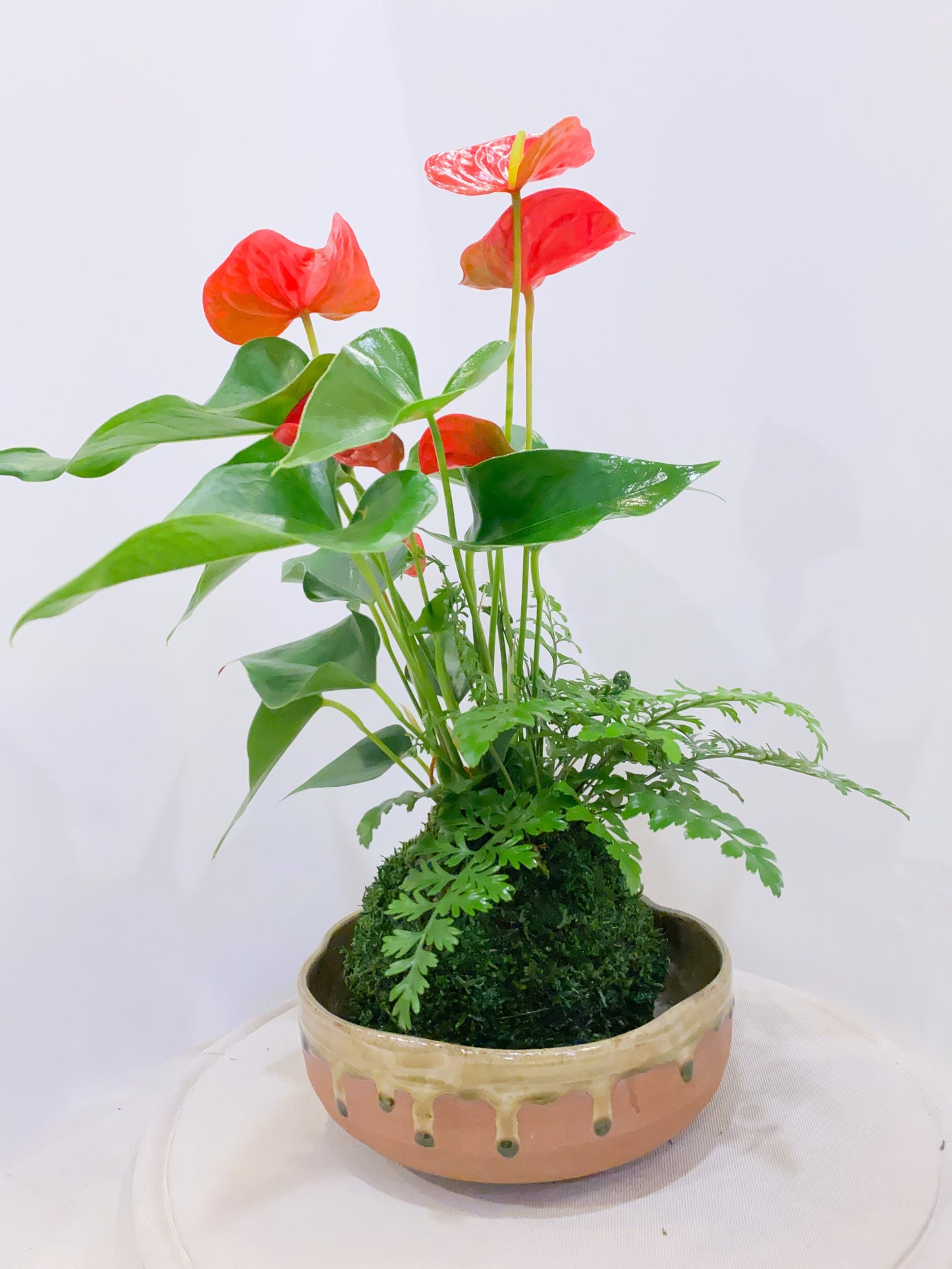 Anthurium and Fern arranged kokedama -- Bonsai Moss ball - house decor with Japanese technique plants!