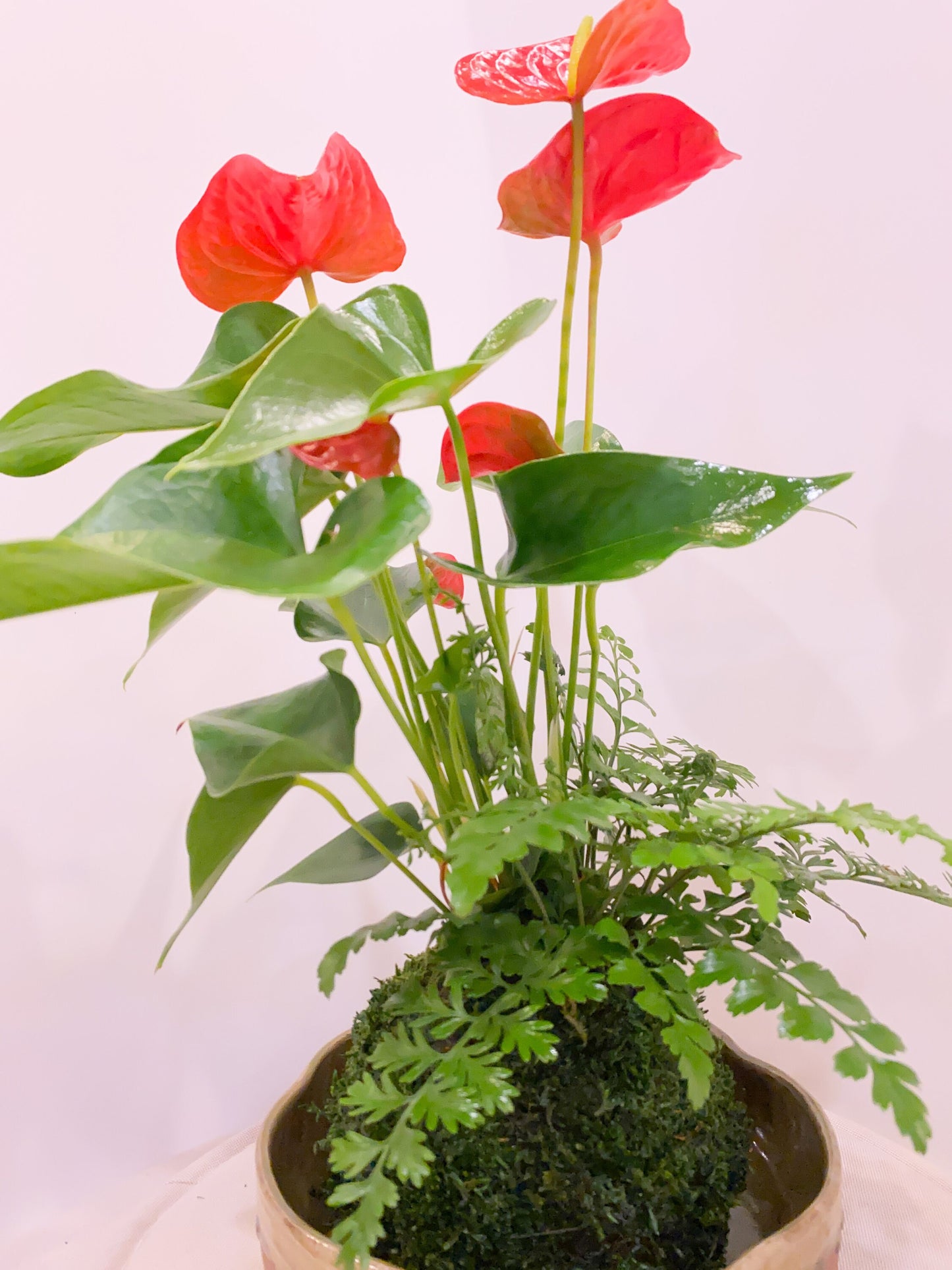 Anthurium and Fern arranged kokedama -- Bonsai Moss ball - house decor with Japanese technique plants!