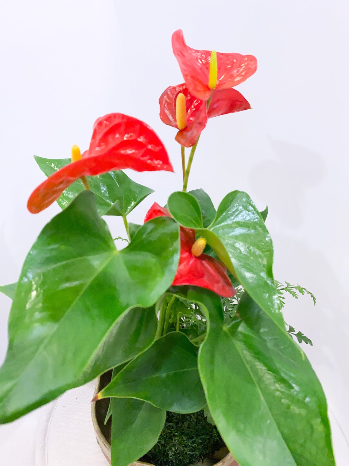 Anthurium and Fern arranged kokedama -- Bonsai Moss ball - house decor with Japanese technique plants!