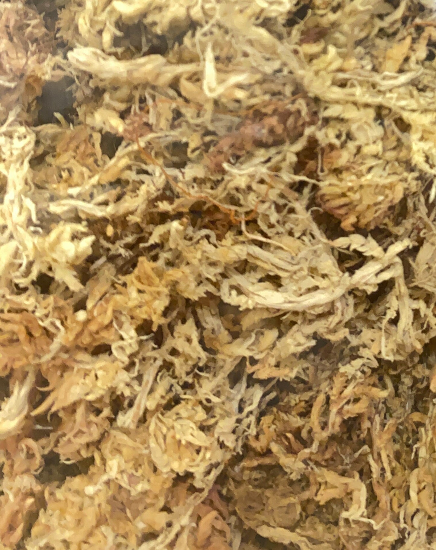 Sphagnum Moss 110 cu in, Natural Elegance for Home & Garden.