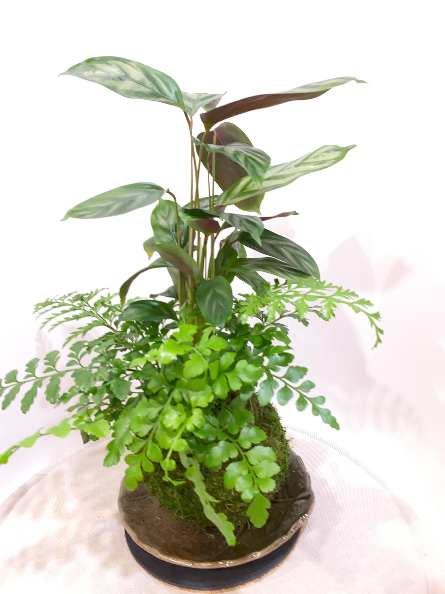 Silver Star Calathea with Fern kokedama -- Bonsai Moss ball -  house decor with Japanese technique plants!