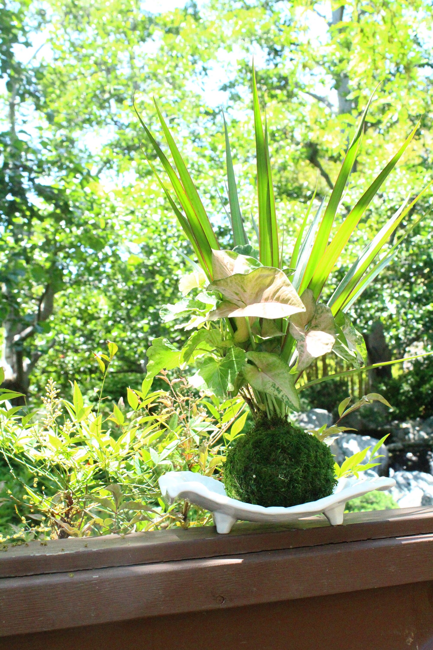 Dracaena and Pink Syngonium arranged kokedama -- Bonsai Moss ball - house decor with Japanese technique plants!