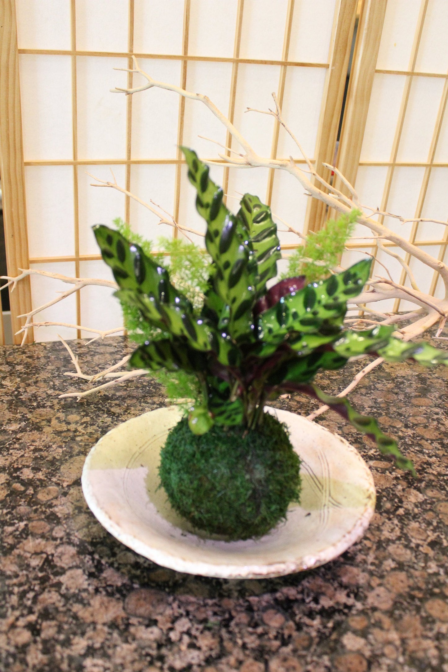 Zebra Calathea and Foxtail fern arranged kokedama -- Bonsai Moss ball - house decor with Japanese technique plants!