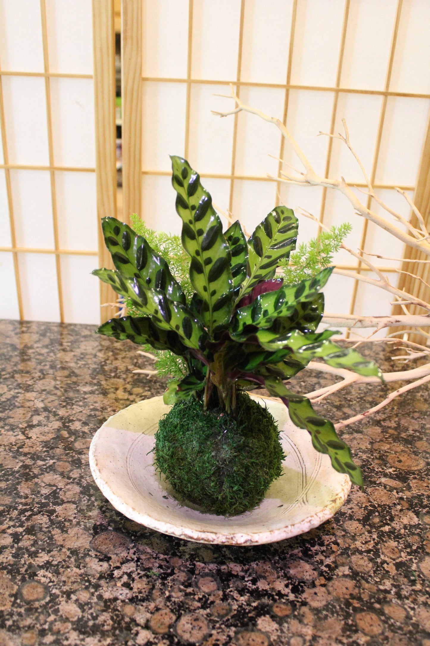 Zebra Calathea and Foxtail fern arranged kokedama -- Bonsai Moss ball - house decor with Japanese technique plants!