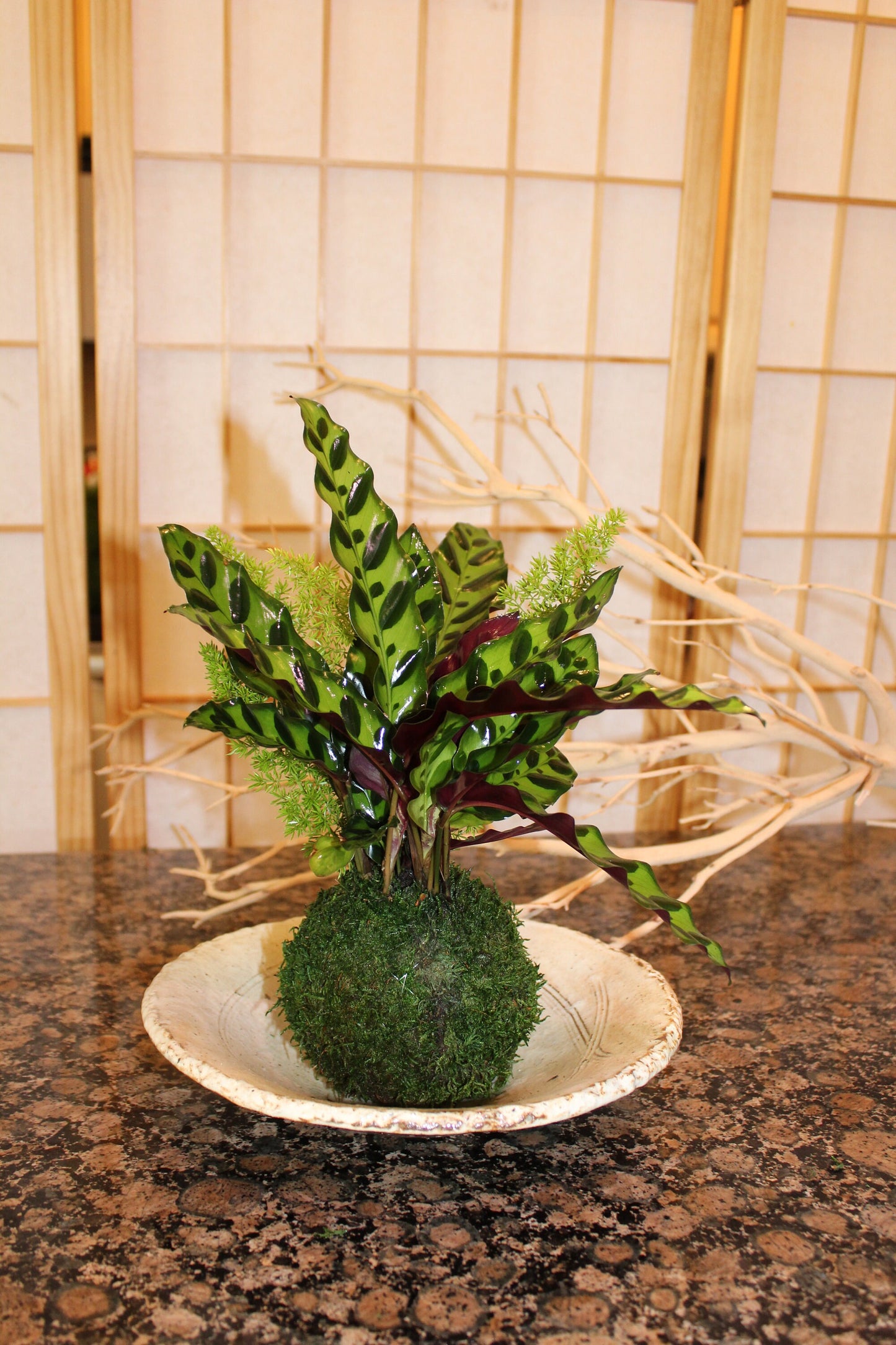 Zebra Calathea and Foxtail fern arranged kokedama -- Bonsai Moss ball - house decor with Japanese technique plants!