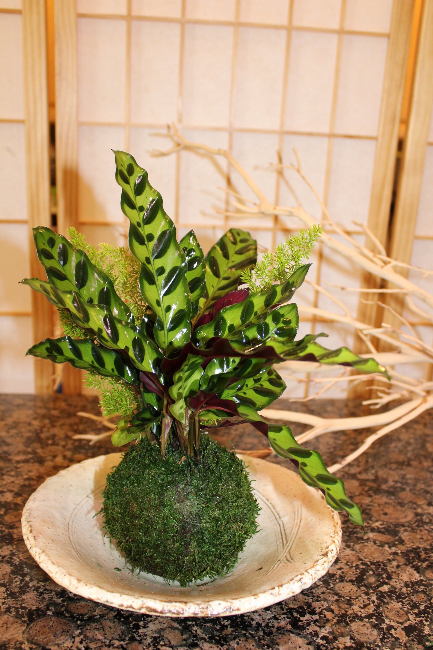 Zebra Calathea and Foxtail fern arranged kokedama -- Bonsai Moss ball - house decor with Japanese technique plants!