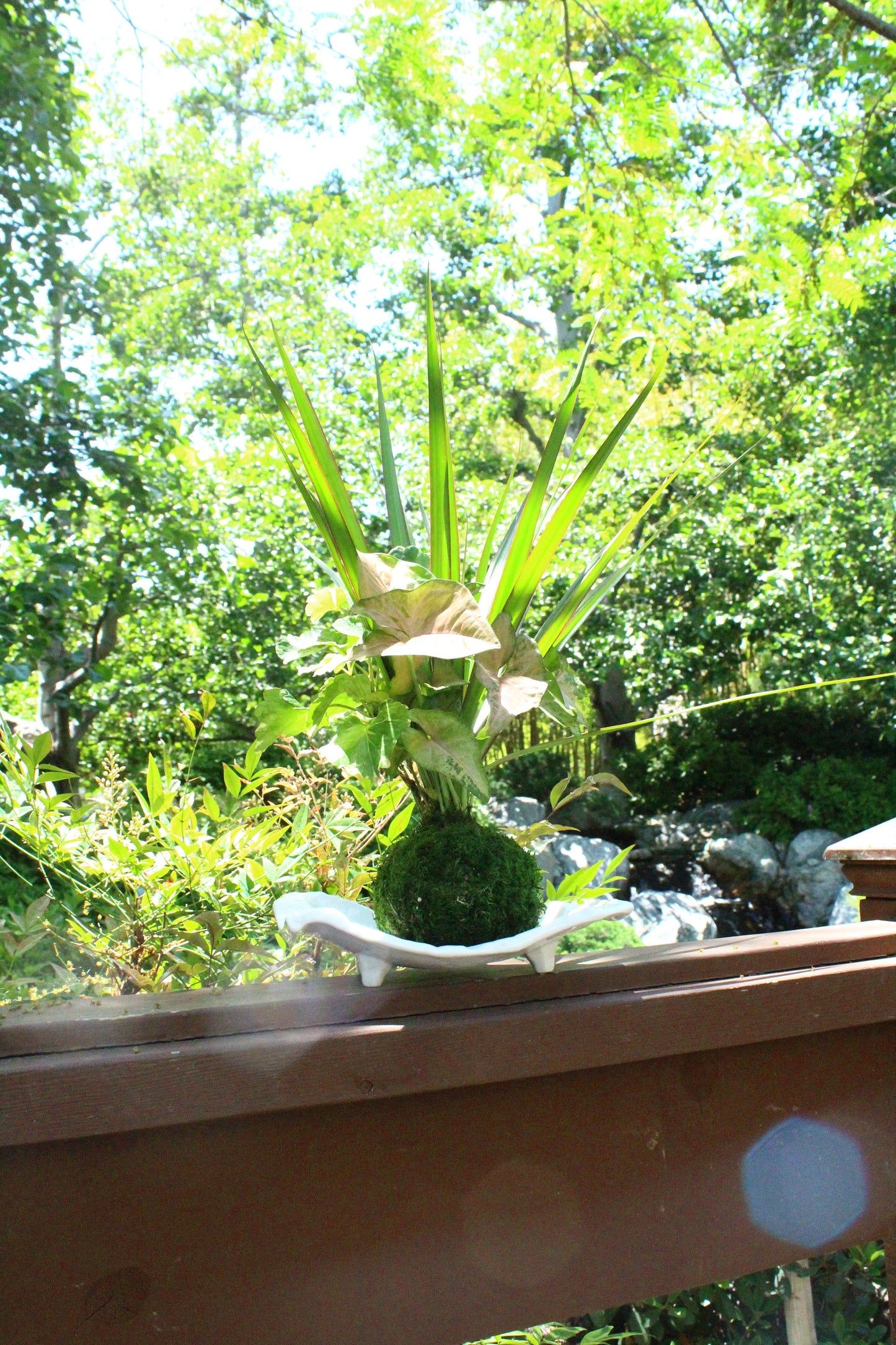 Dracaena and Pink Syngonium arranged kokedama -- Bonsai Moss ball - house decor with Japanese technique plants!
