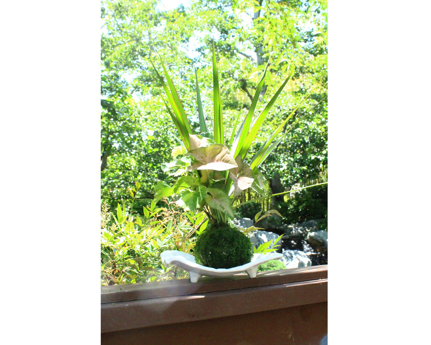 Dracaena and Pink Syngonium arranged kokedama -- Bonsai Moss ball - house decor with Japanese technique plants!
