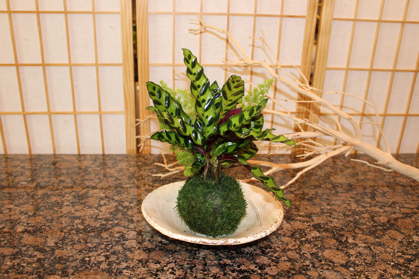 Zebra Calathea and Foxtail fern arranged kokedama -- Bonsai Moss ball - house decor with Japanese technique plants!