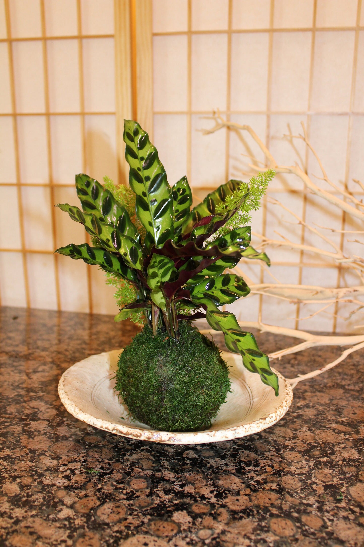 Zebra Calathea and Foxtail fern arranged kokedama -- Bonsai Moss ball - house decor with Japanese technique plants!