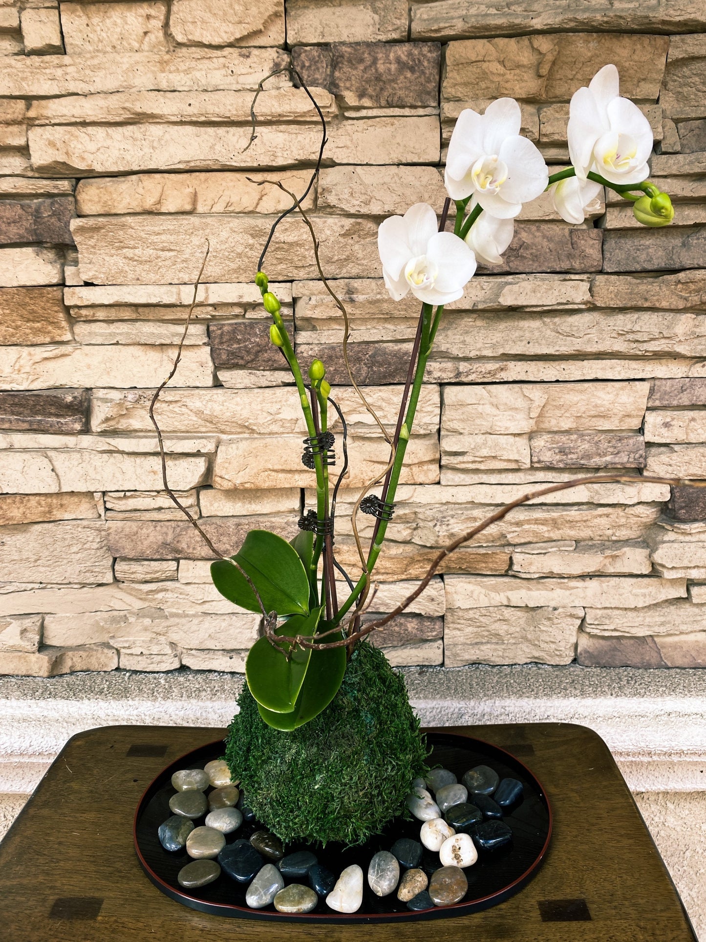 White Orchid Kokedama Ikebana taste, Moss ball with beautiful white orchid