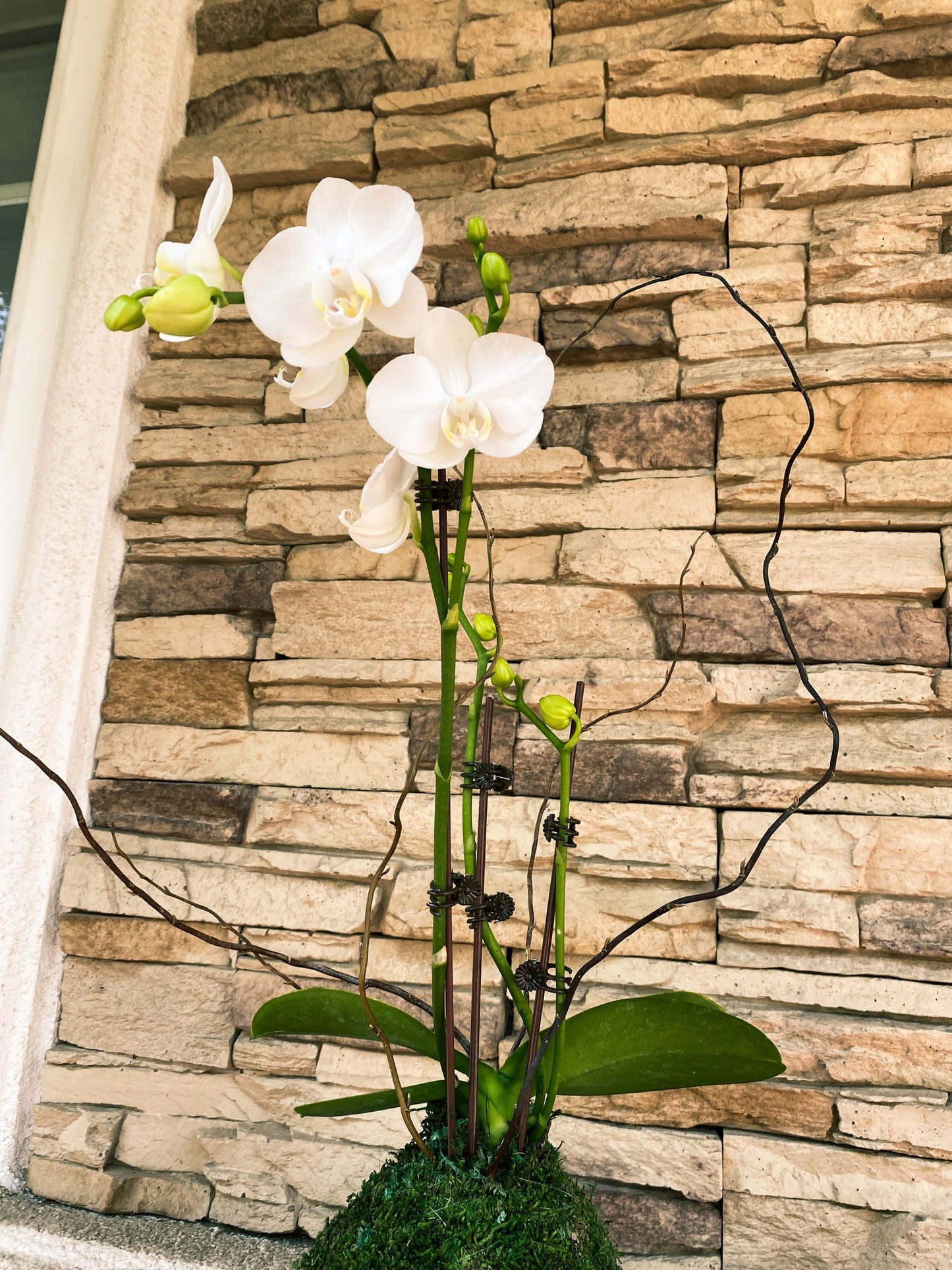 White Orchid Kokedama Ikebana taste, Moss ball with beautiful white orchid