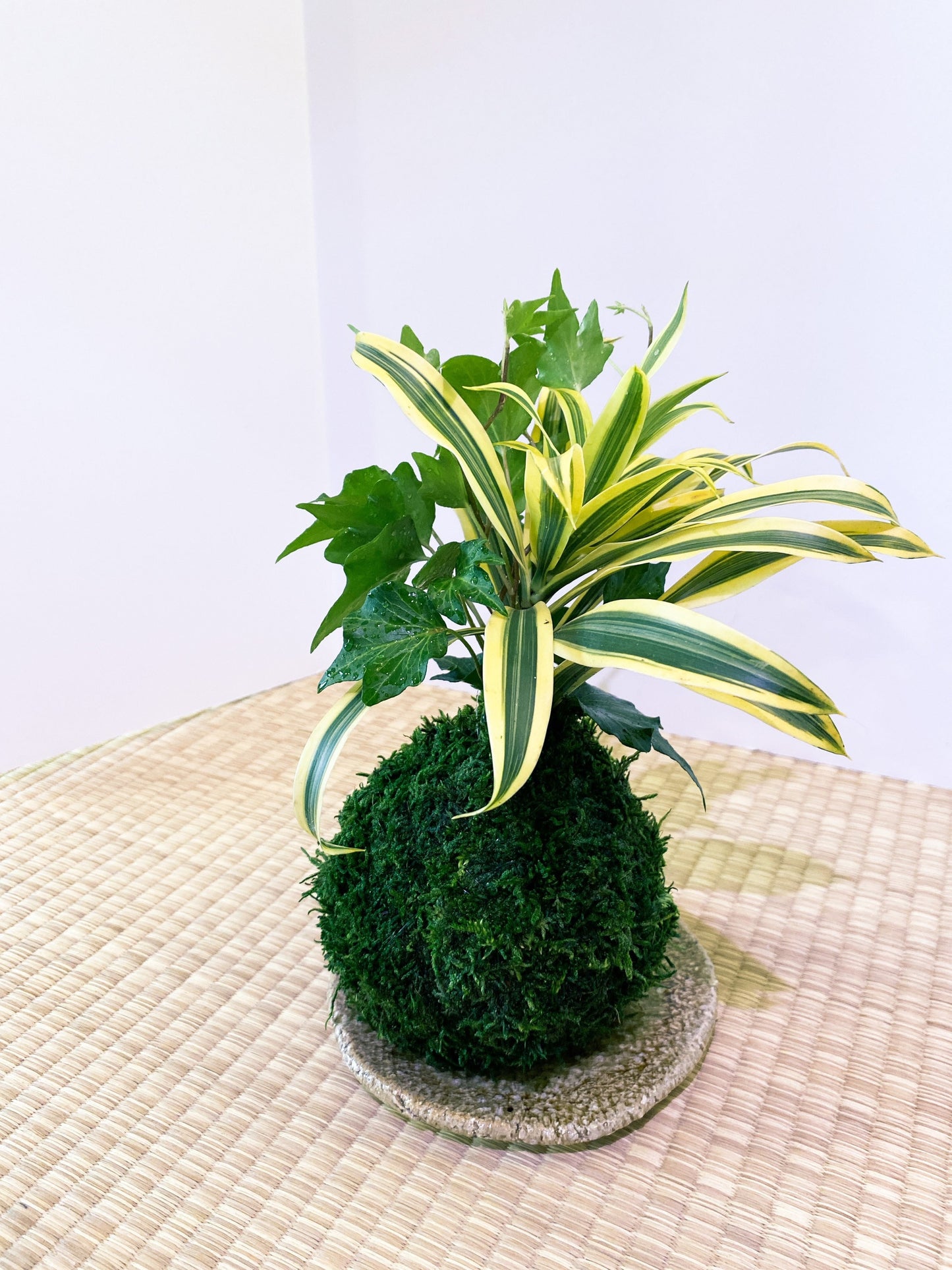 Arranged Kokedama with Song of india and Ivy Kokedama, Japanese botanical art!