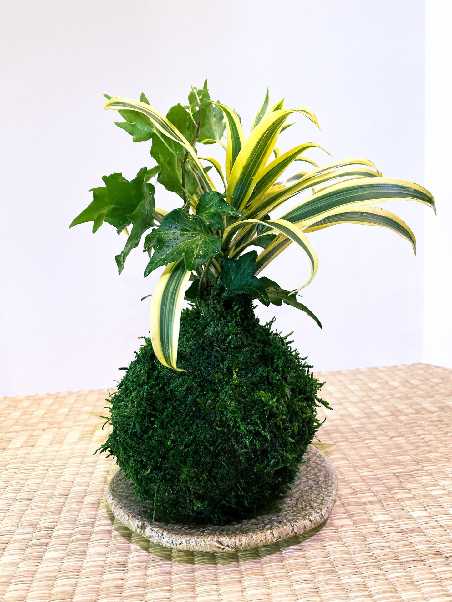 Arranged Kokedama with Song of india and Ivy Kokedama, Japanese botanical art!