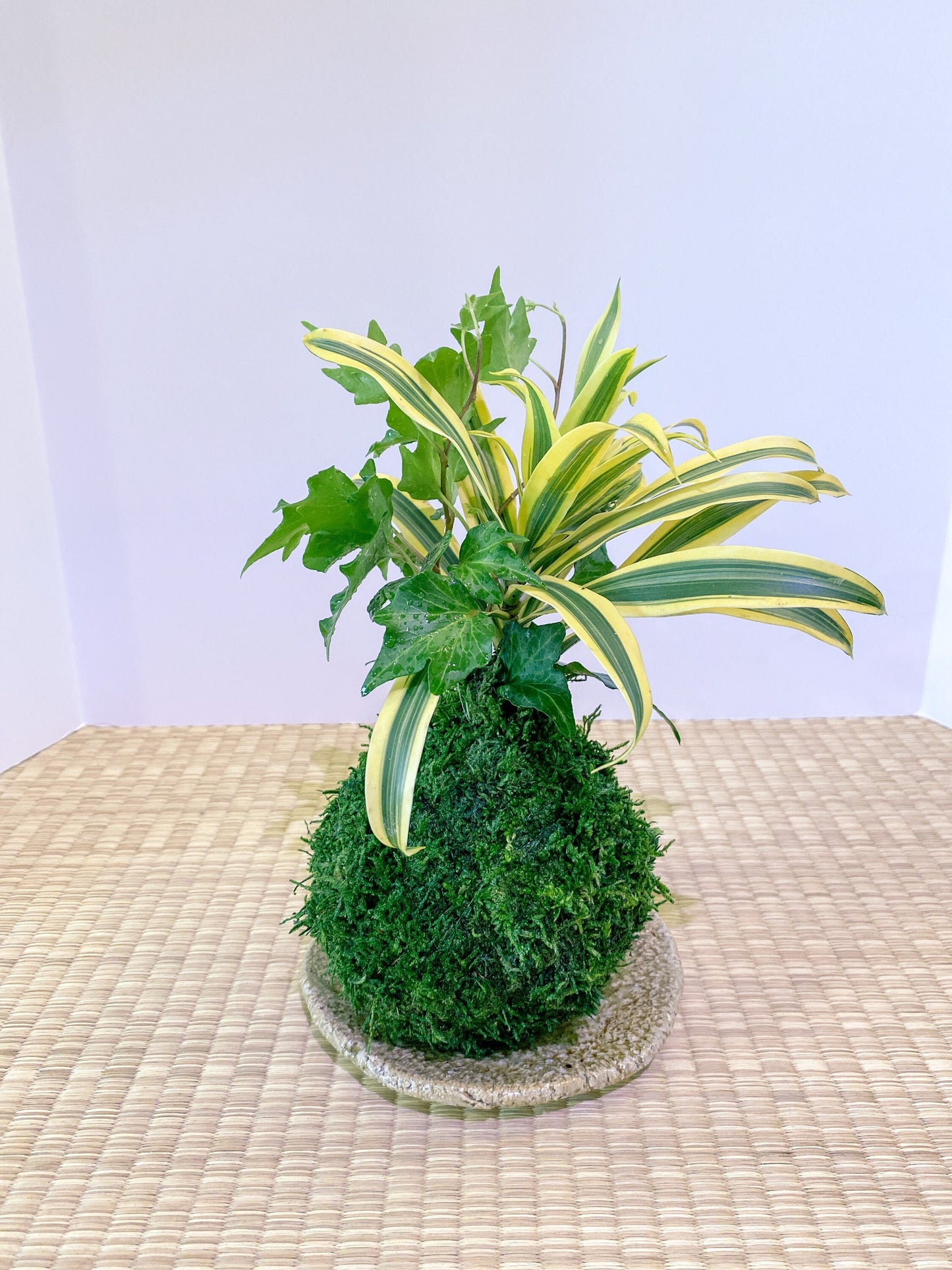 Arranged Kokedama with Song of india and Ivy Kokedama, Japanese botanical art!