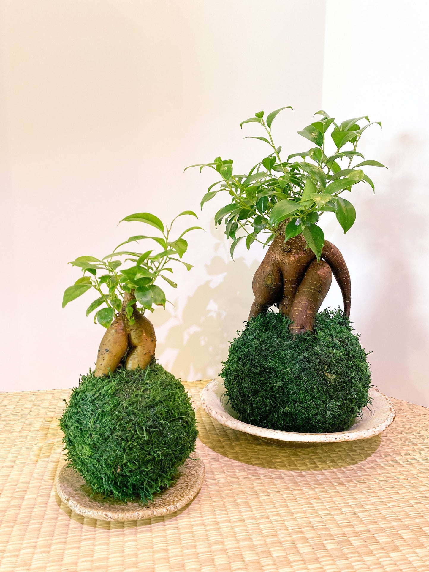 Large Ginseng Ficus, Banyan Kokedama - Seat of the soul tree, good feng shui plant.