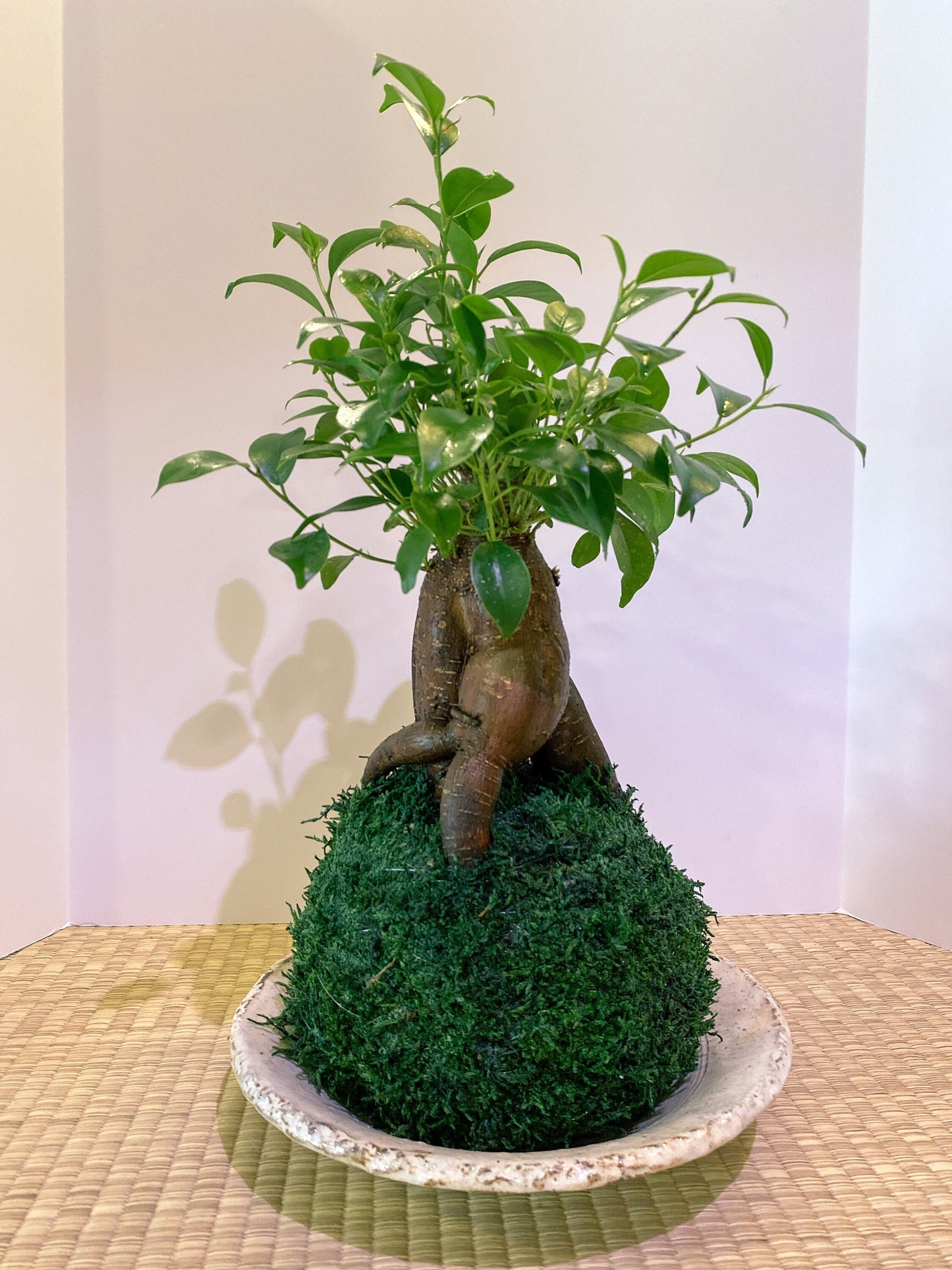 Large Ginseng Ficus, Banyan Kokedama - Seat of the soul tree, good feng shui plant.
