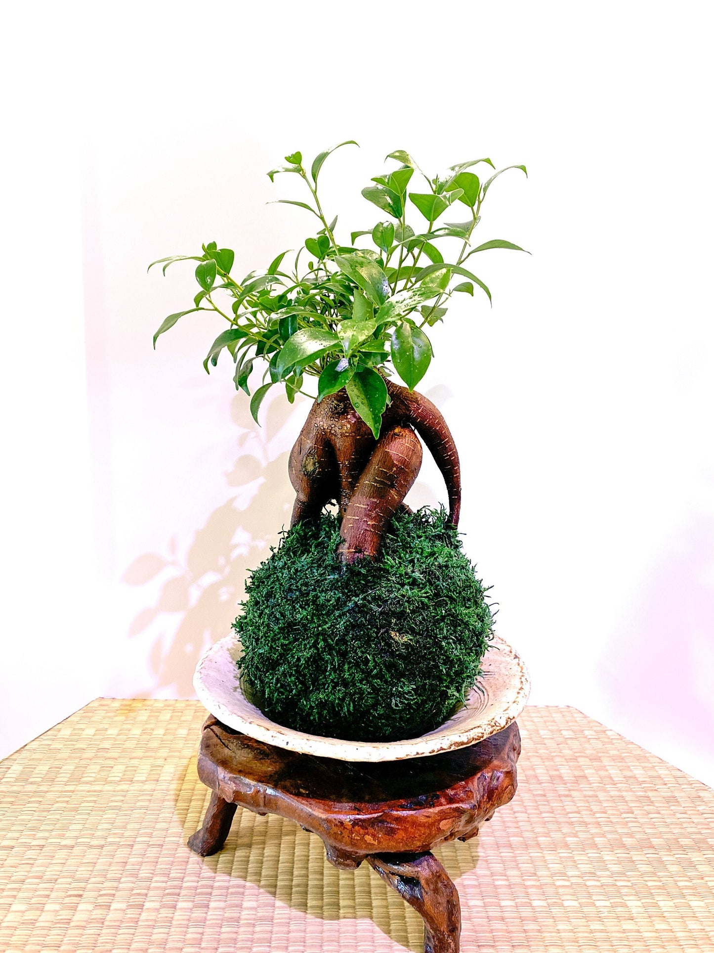 Large Ginseng Ficus, Banyan Kokedama - Seat of the soul tree, good feng shui plant.