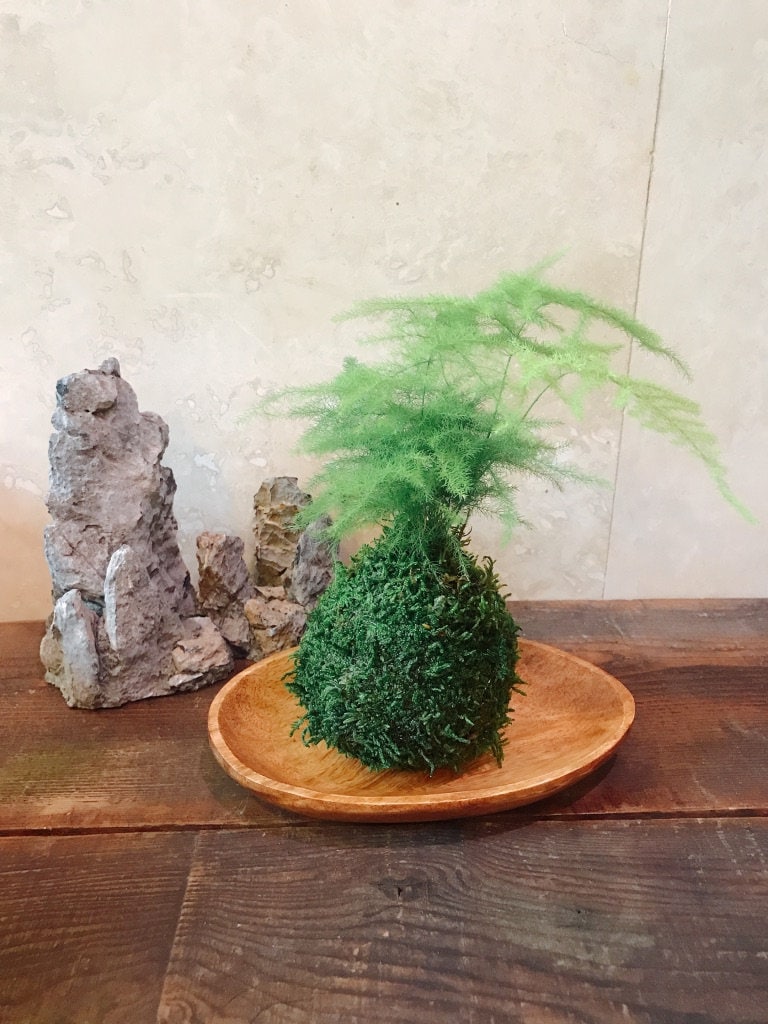 Small Asparagus fern Kokedama - Bonsai Moss ball. Attractive herbaceous, lace-like foliage perennial plant.