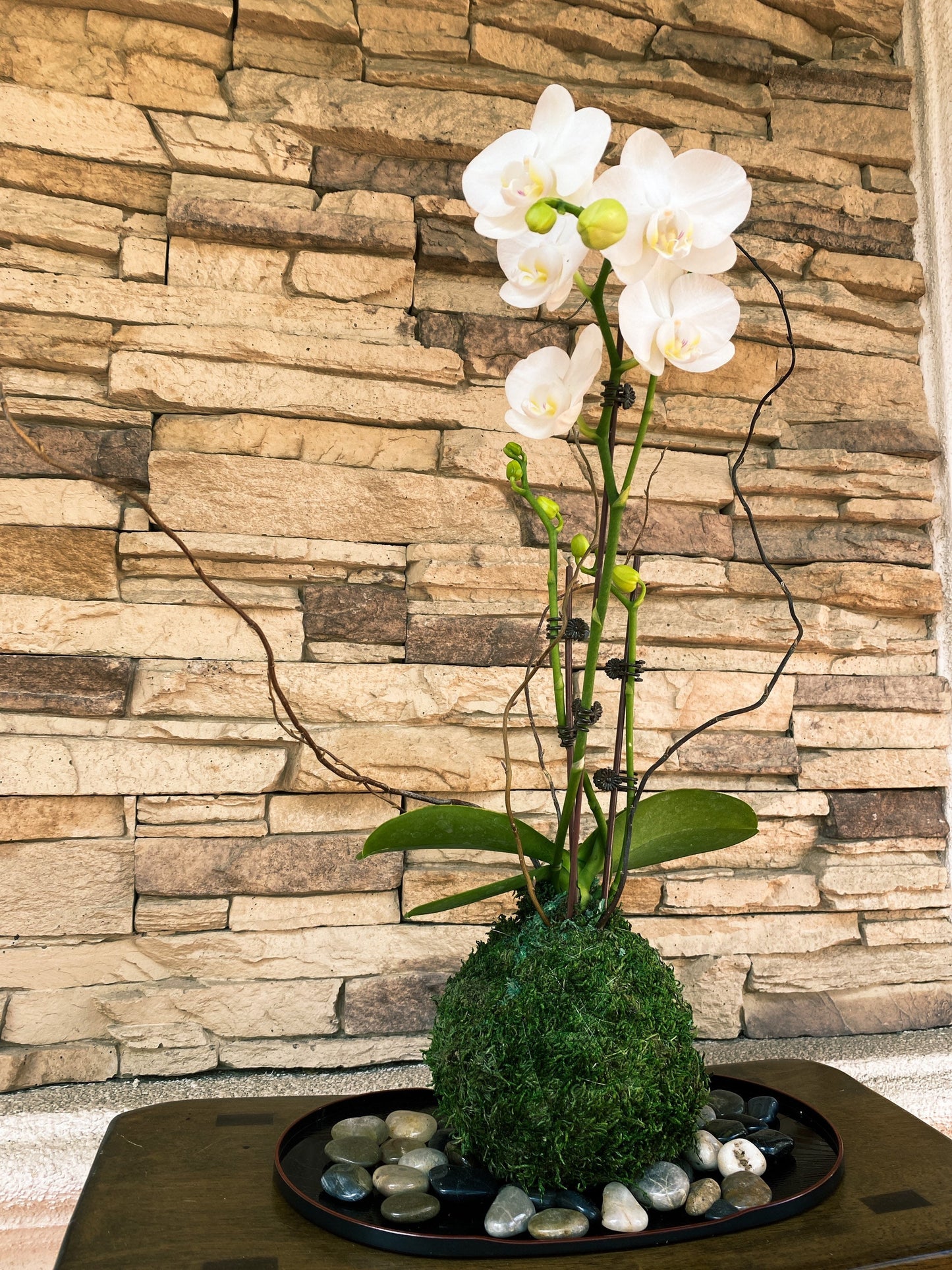 White Orchid Kokedama Ikebana taste, Moss ball with beautiful white orchid