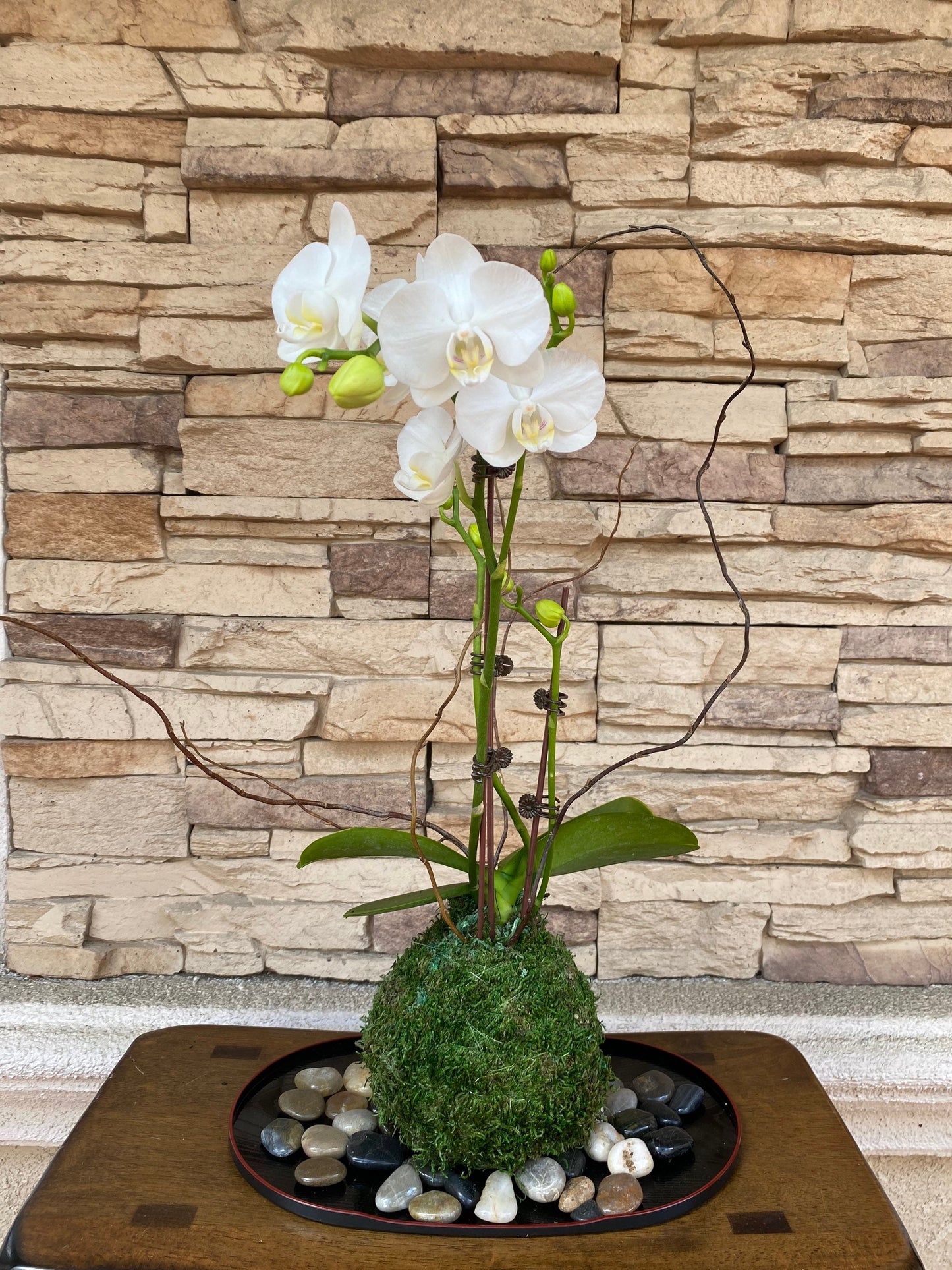 White Orchid Kokedama Ikebana taste, Moss ball with beautiful white orchid