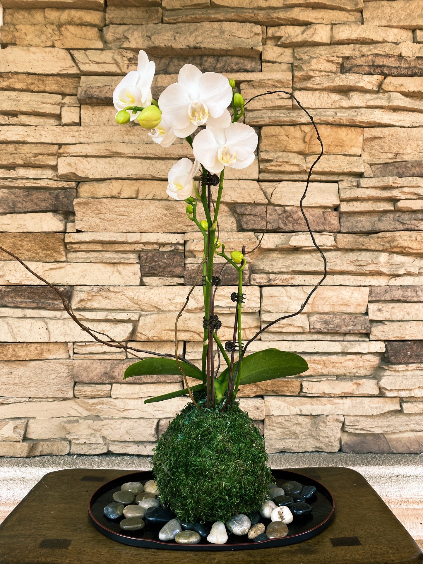 White Orchid Kokedama Ikebana taste, Moss ball with beautiful white orchid