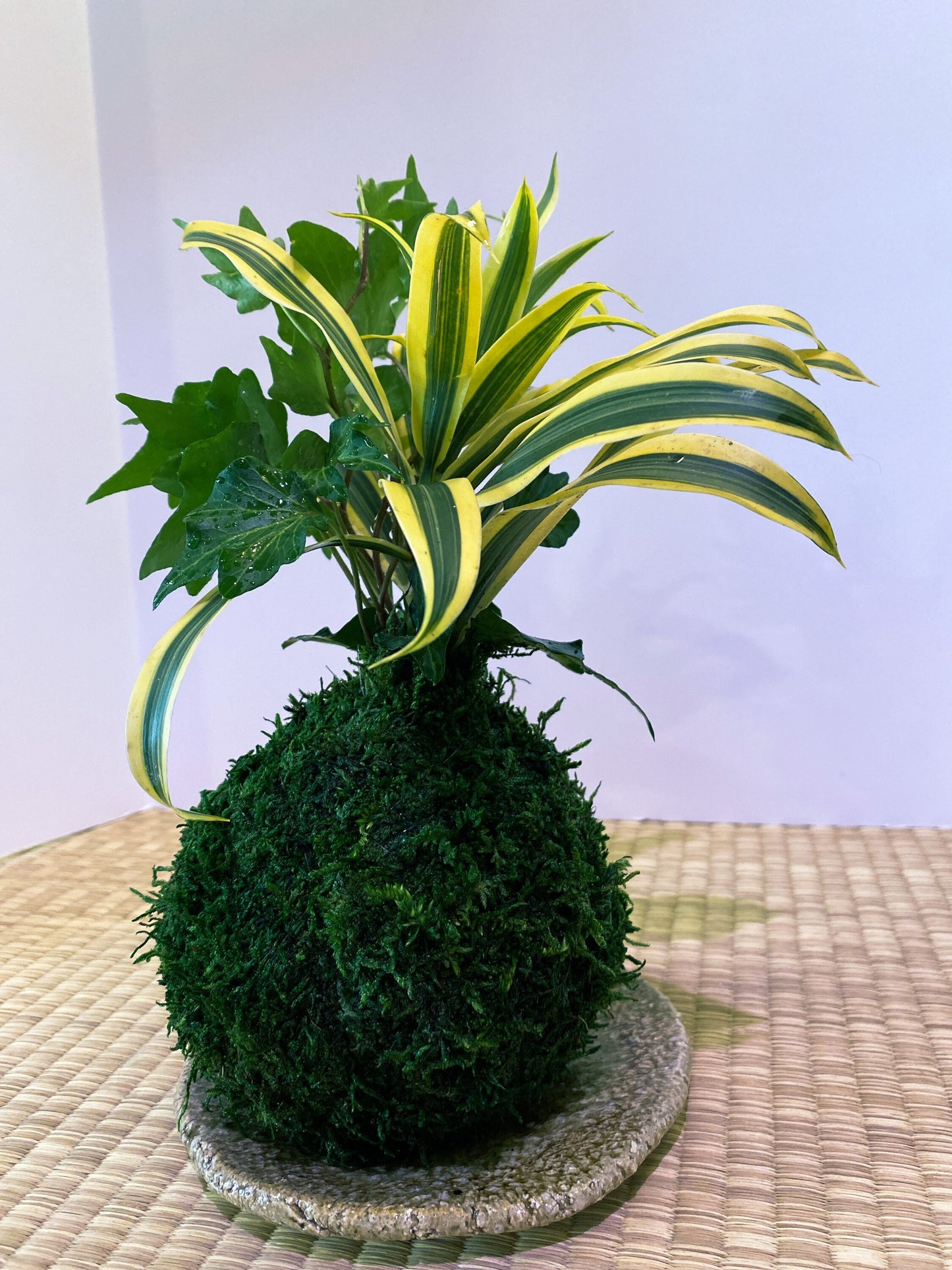 Arranged Kokedama with Song of india and Ivy Kokedama, Japanese botanical art!