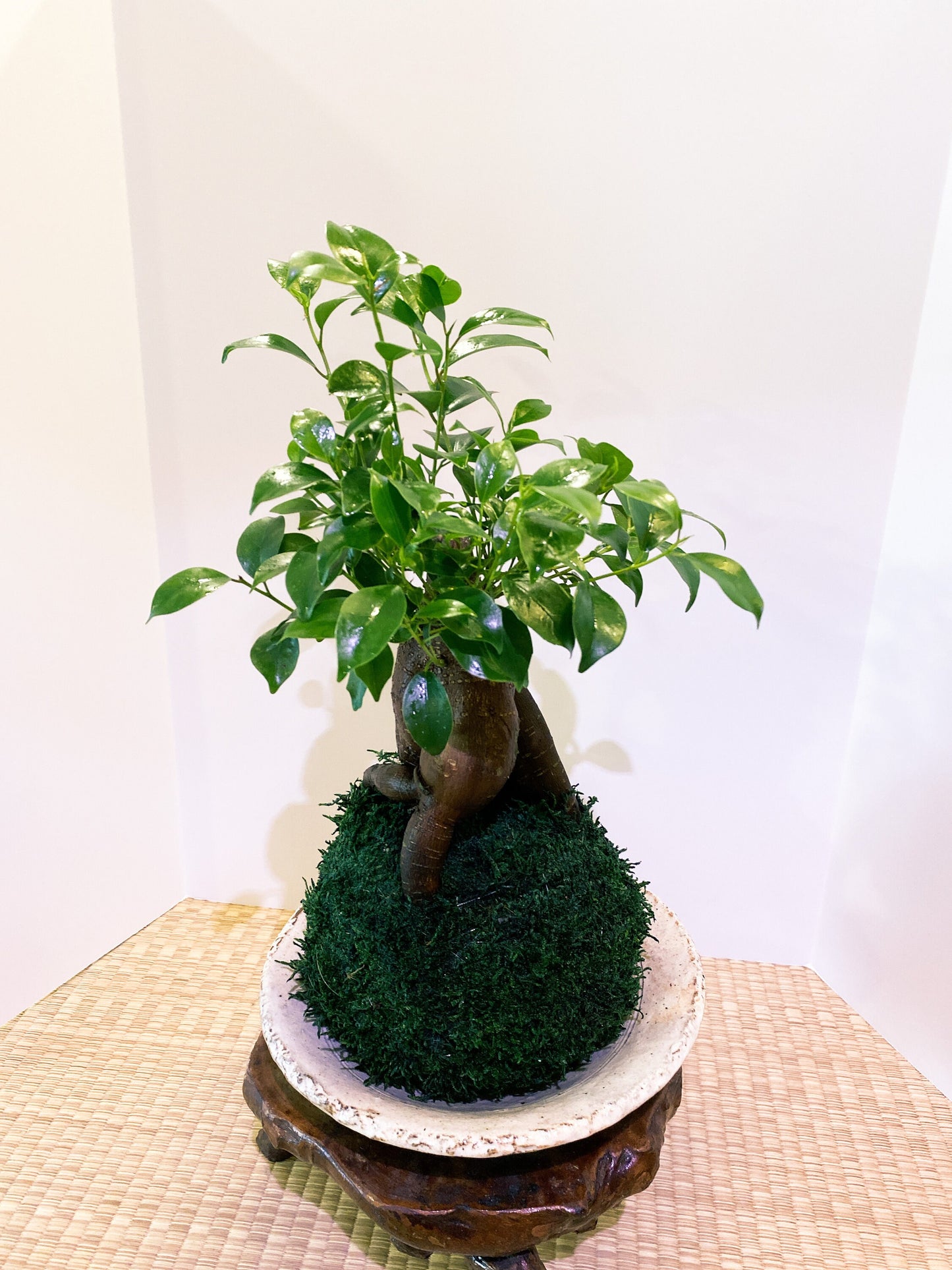 Large Ginseng Ficus, Banyan Kokedama - Seat of the soul tree, good feng shui plant.