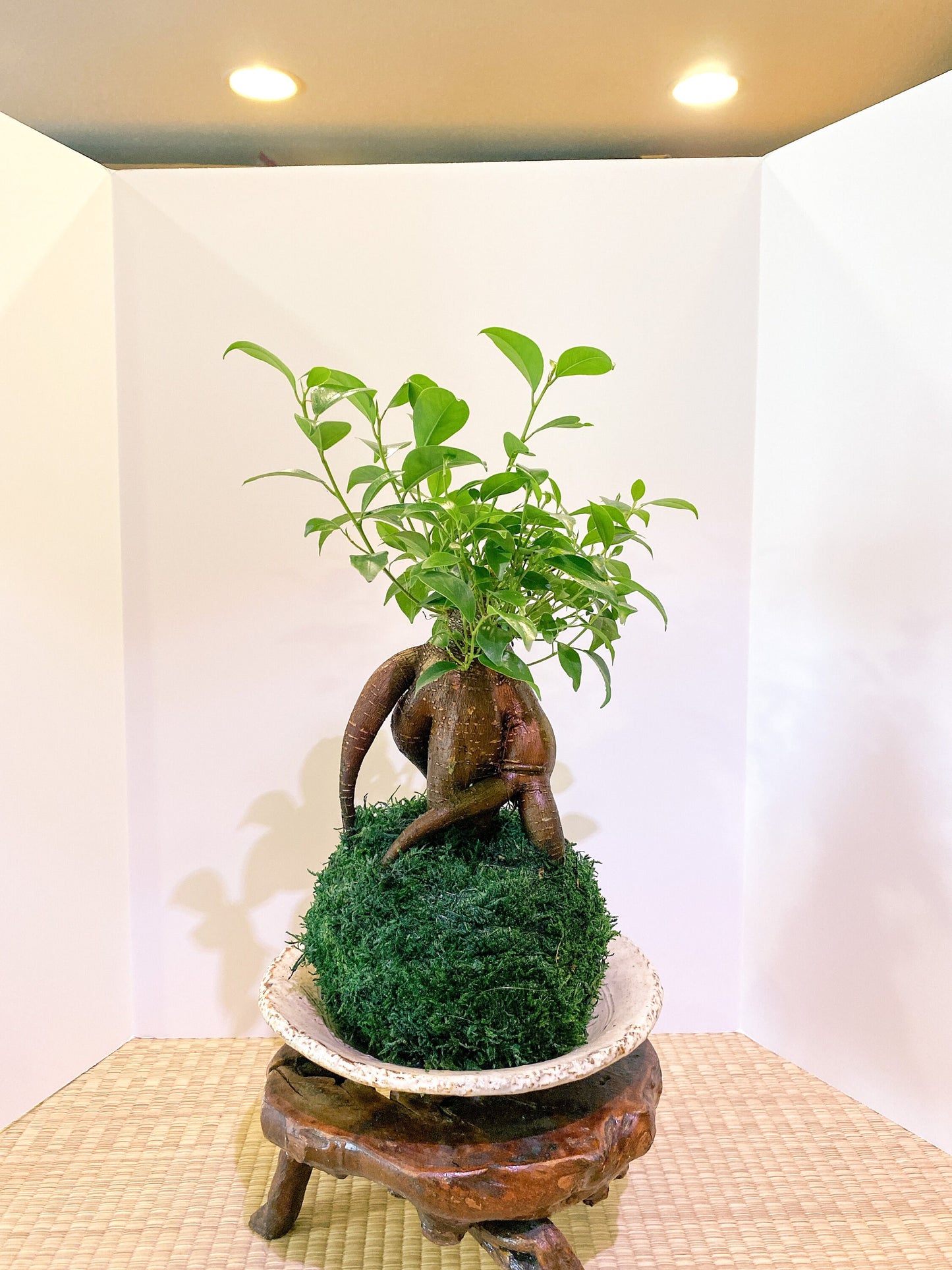 Large Ginseng Ficus, Banyan Kokedama - Seat of the soul tree, good feng shui plant.