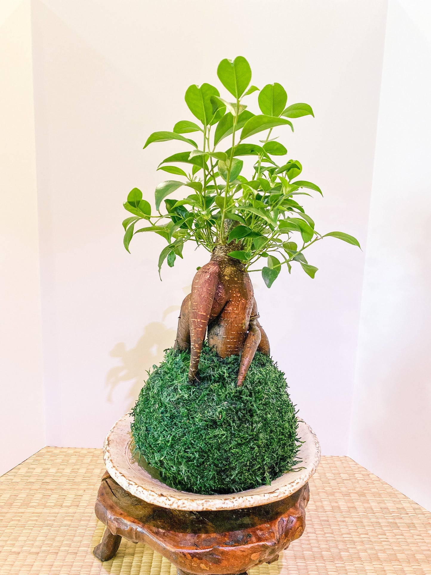 Large Ginseng Ficus, Banyan Kokedama - Seat of the soul tree, good feng shui plant.