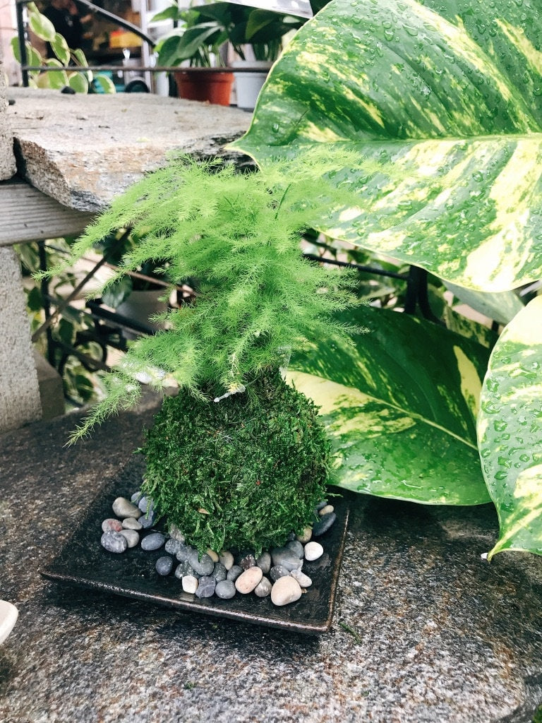 Small Asparagus fern Kokedama - Bonsai Moss ball. Attractive herbaceous, lace-like foliage perennial plant.