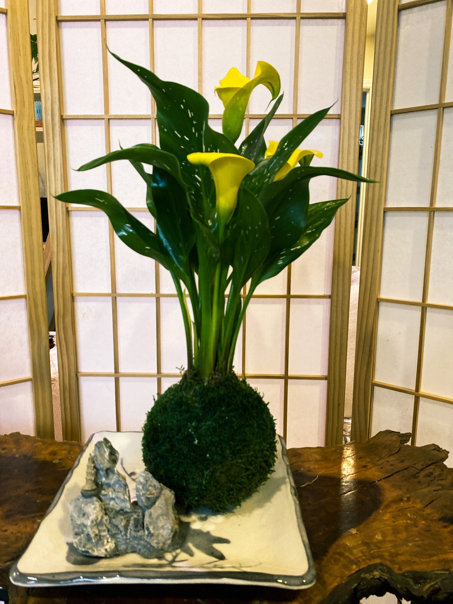 Large Calla Lily Kokedama - Moss ball with Beautiful Calla Lily