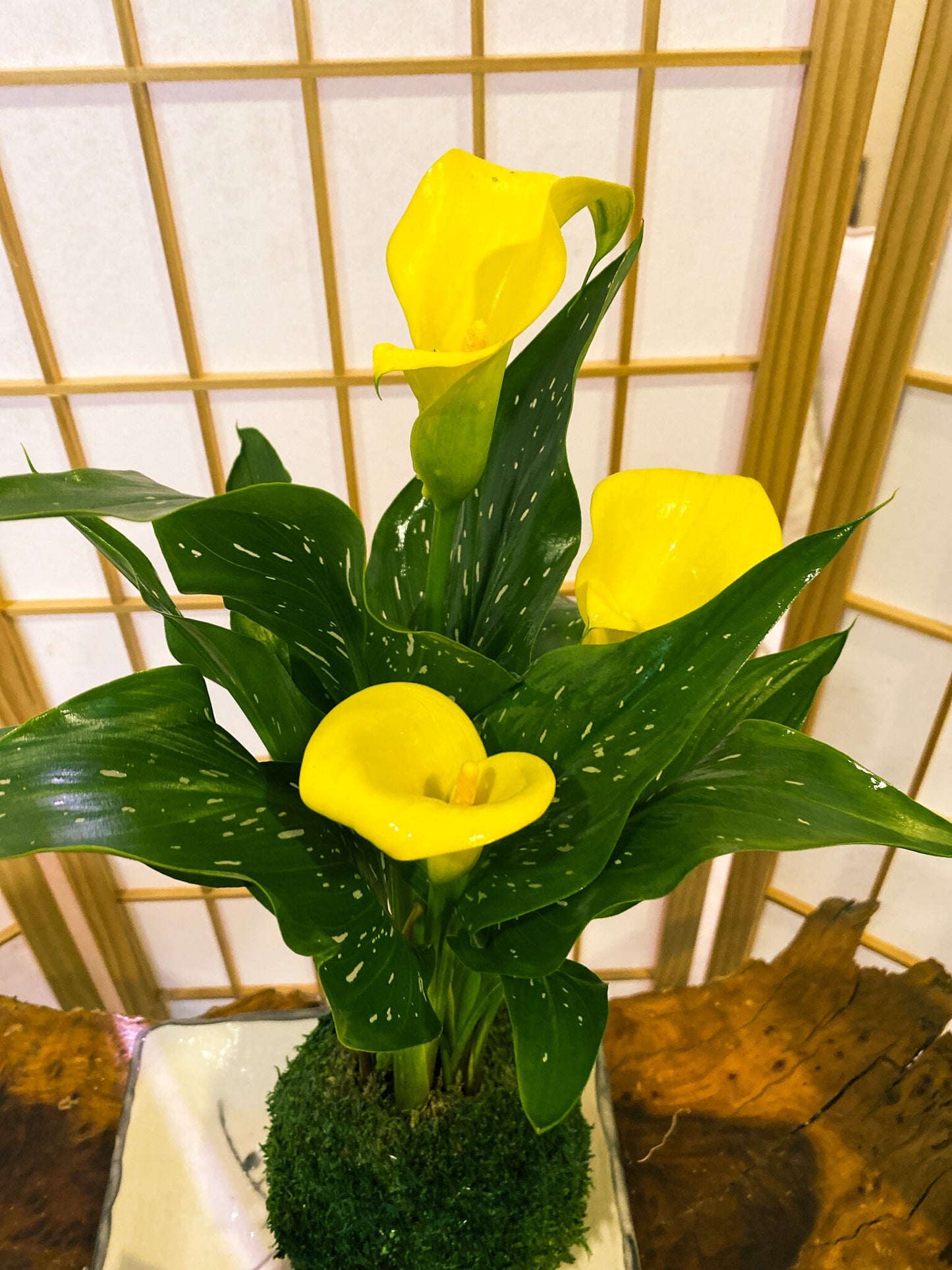 Large Calla Lily Kokedama - Moss ball with Beautiful Calla Lily