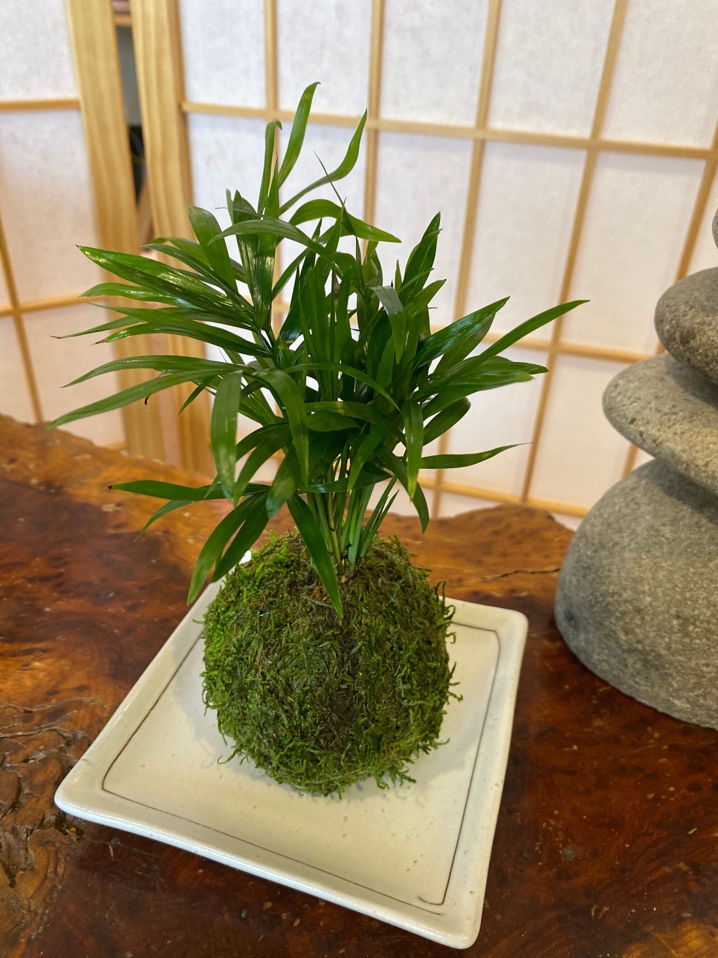 Square white matt white saucer for Small to Medium Kokedama