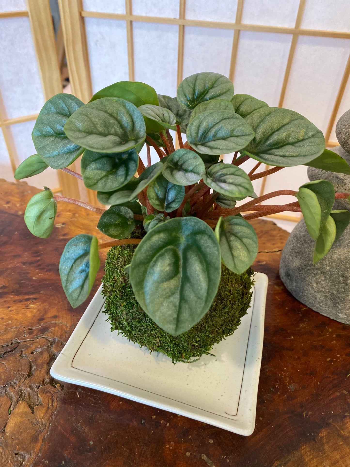 Square white matt white saucer for Small to Medium Kokedama