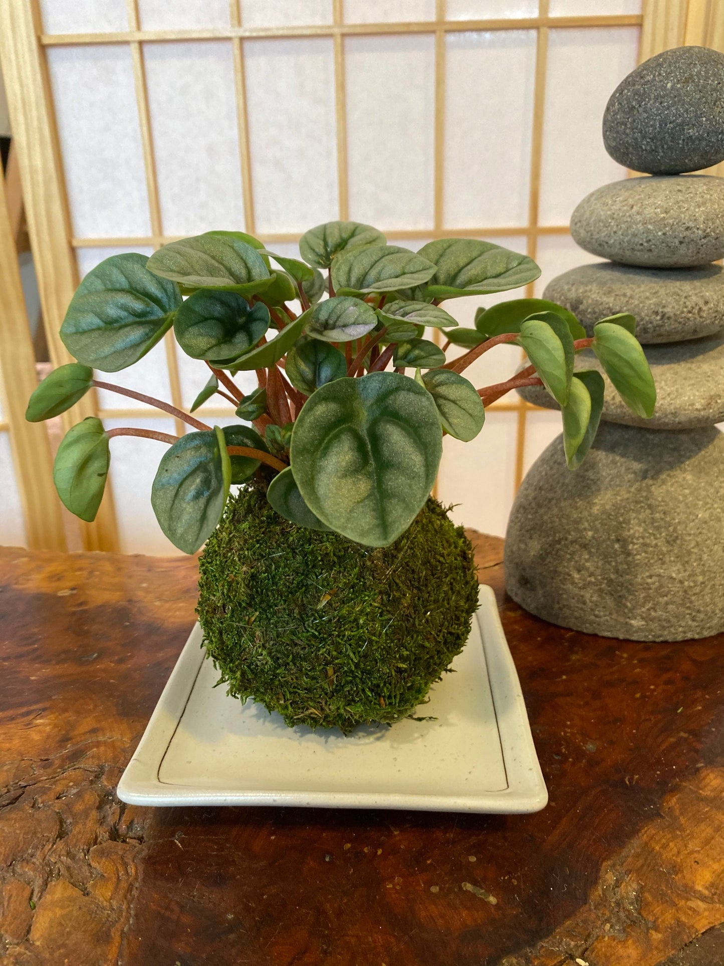 Square white matt white saucer for Small to Medium Kokedama