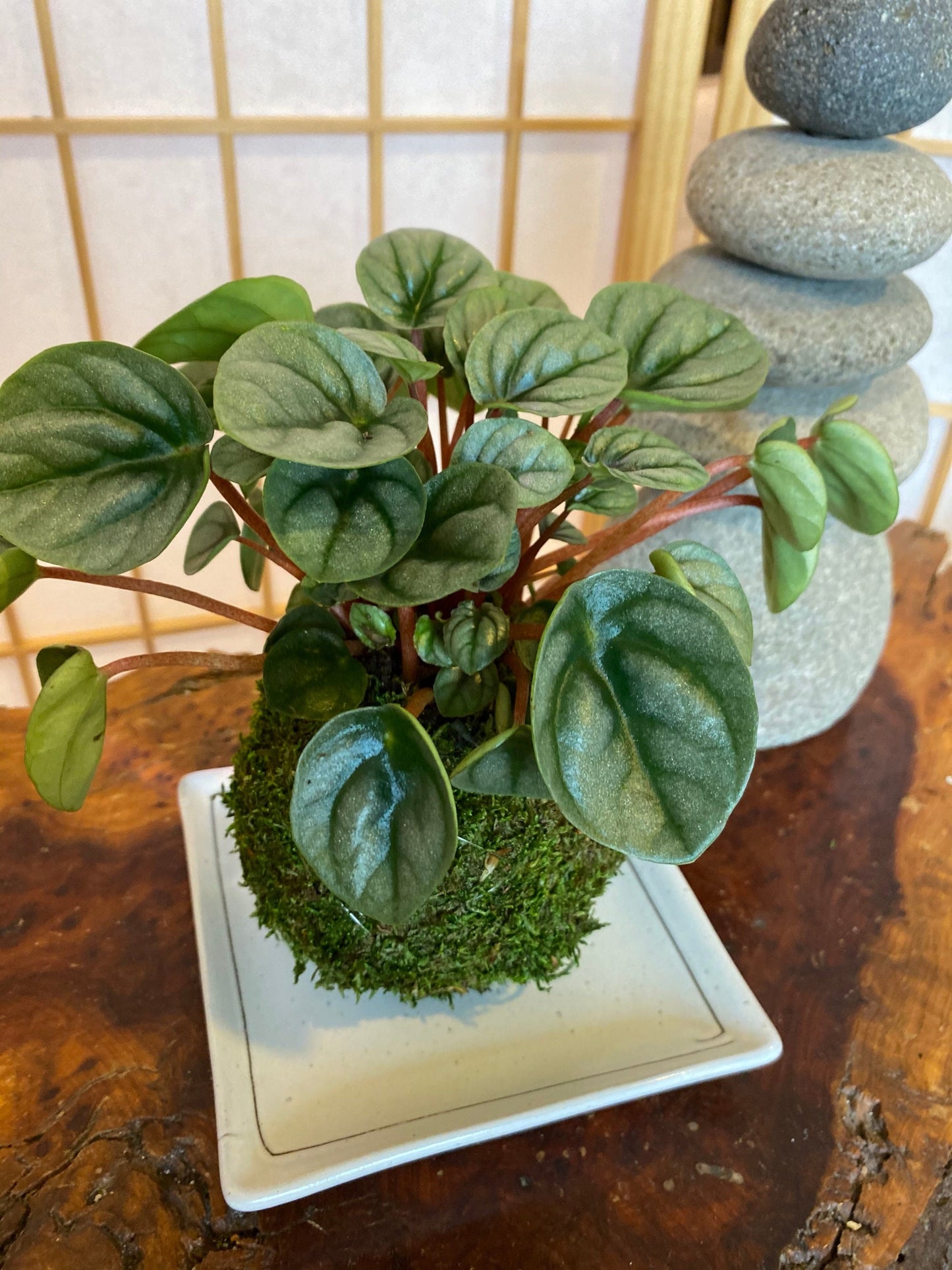 Square white matt white saucer for Small to Medium Kokedama