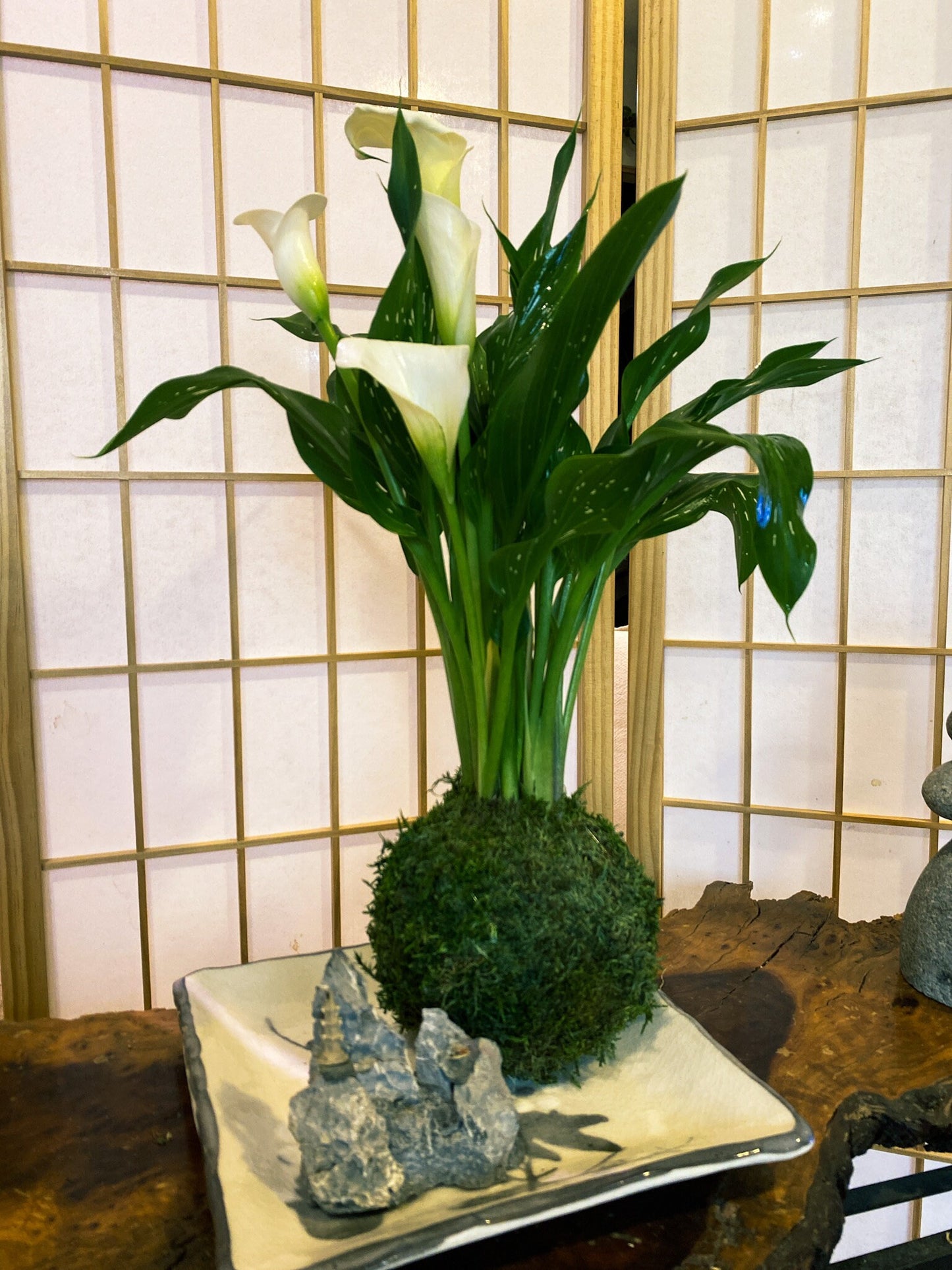 Large Calla Lily Kokedama - Moss ball with Beautiful Calla Lily