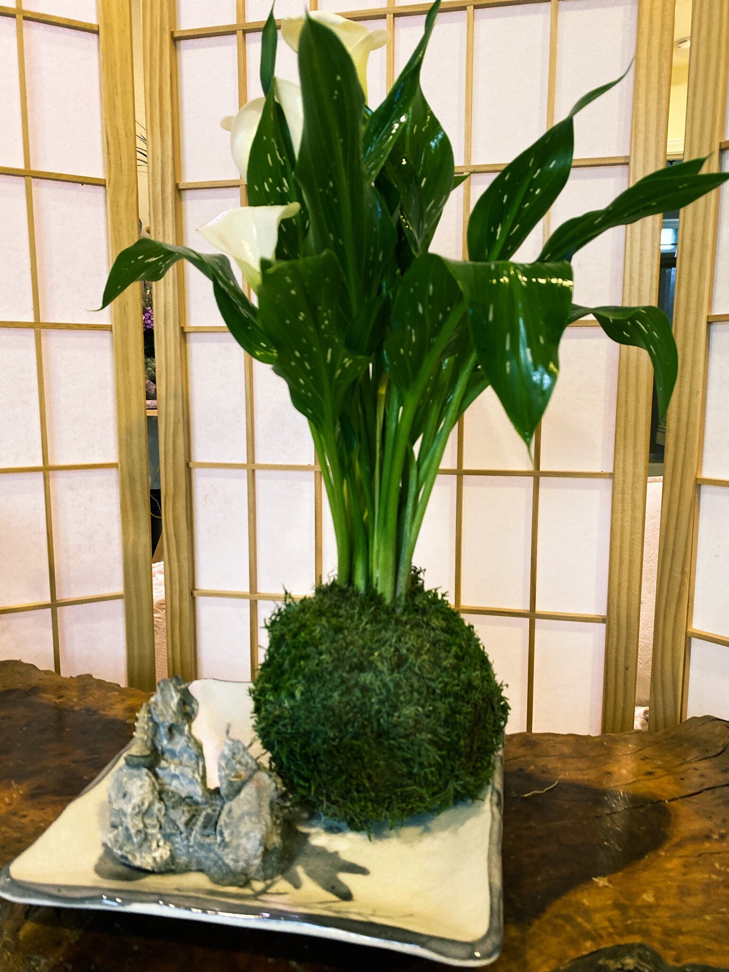 Large Calla Lily Kokedama - Moss ball with Beautiful Calla Lily