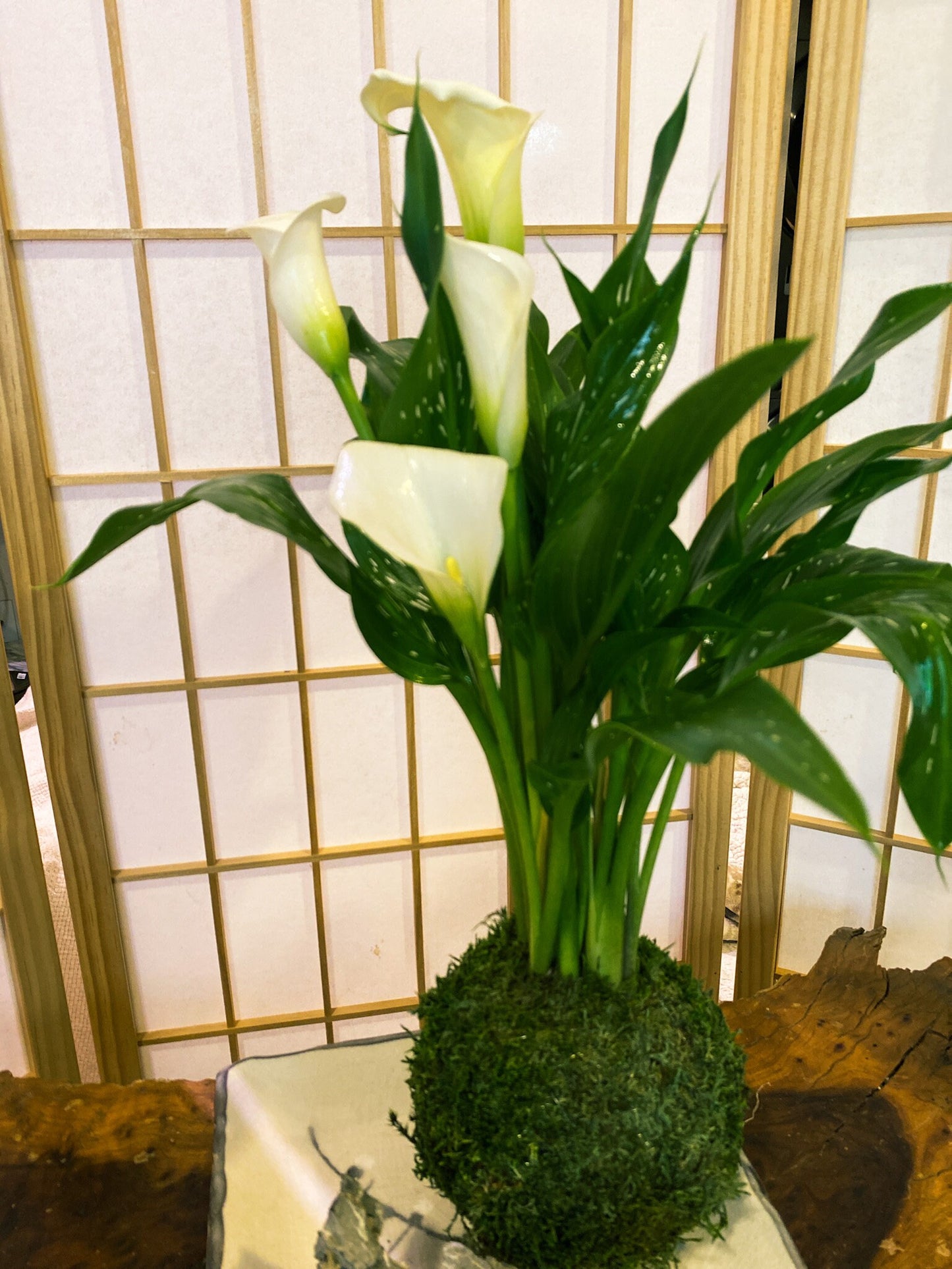 Large Calla Lily Kokedama - Moss ball with Beautiful Calla Lily