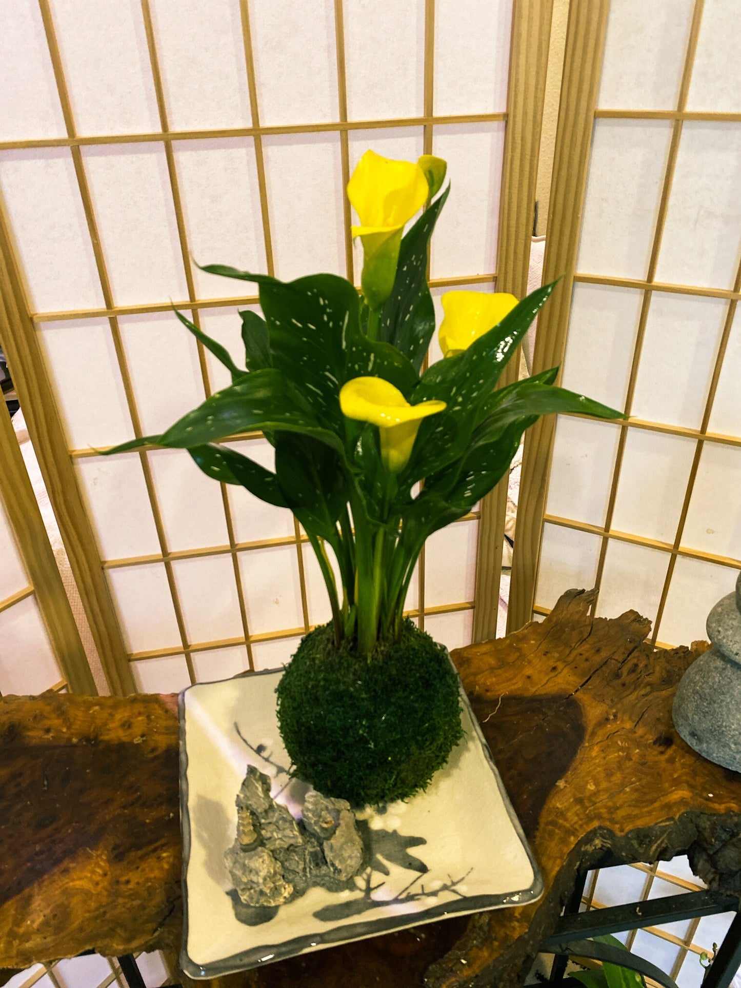 Large Calla Lily Kokedama - Moss ball with Beautiful Calla Lily