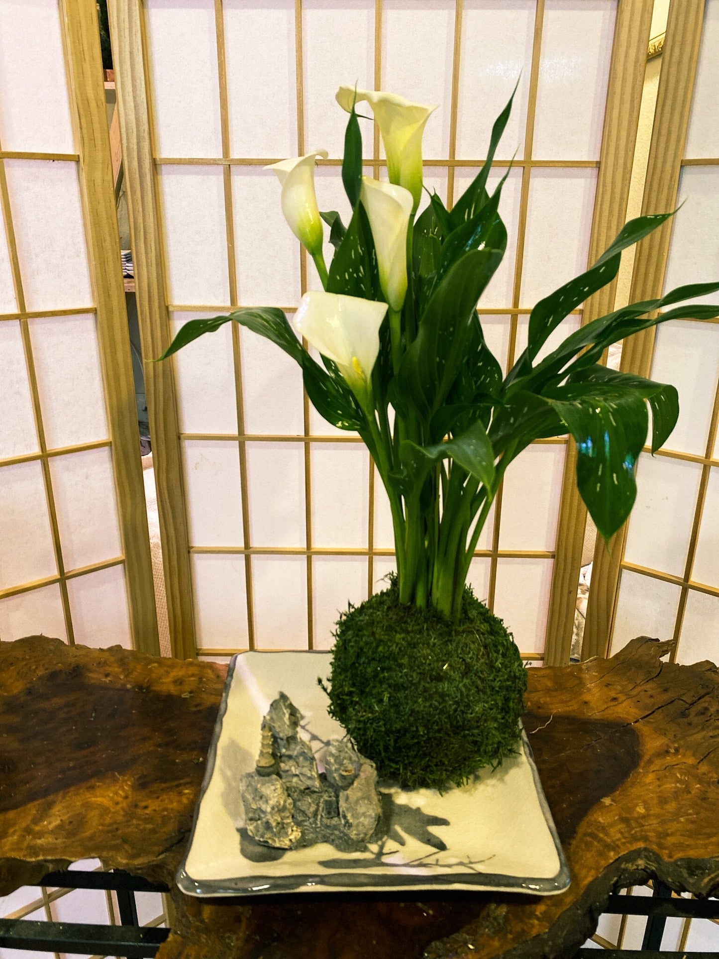 Large Calla Lily Kokedama - Moss ball with Beautiful Calla Lily
