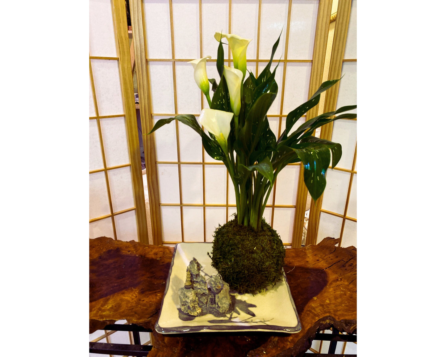 Large Calla Lily Kokedama - Moss ball with Beautiful Calla Lily