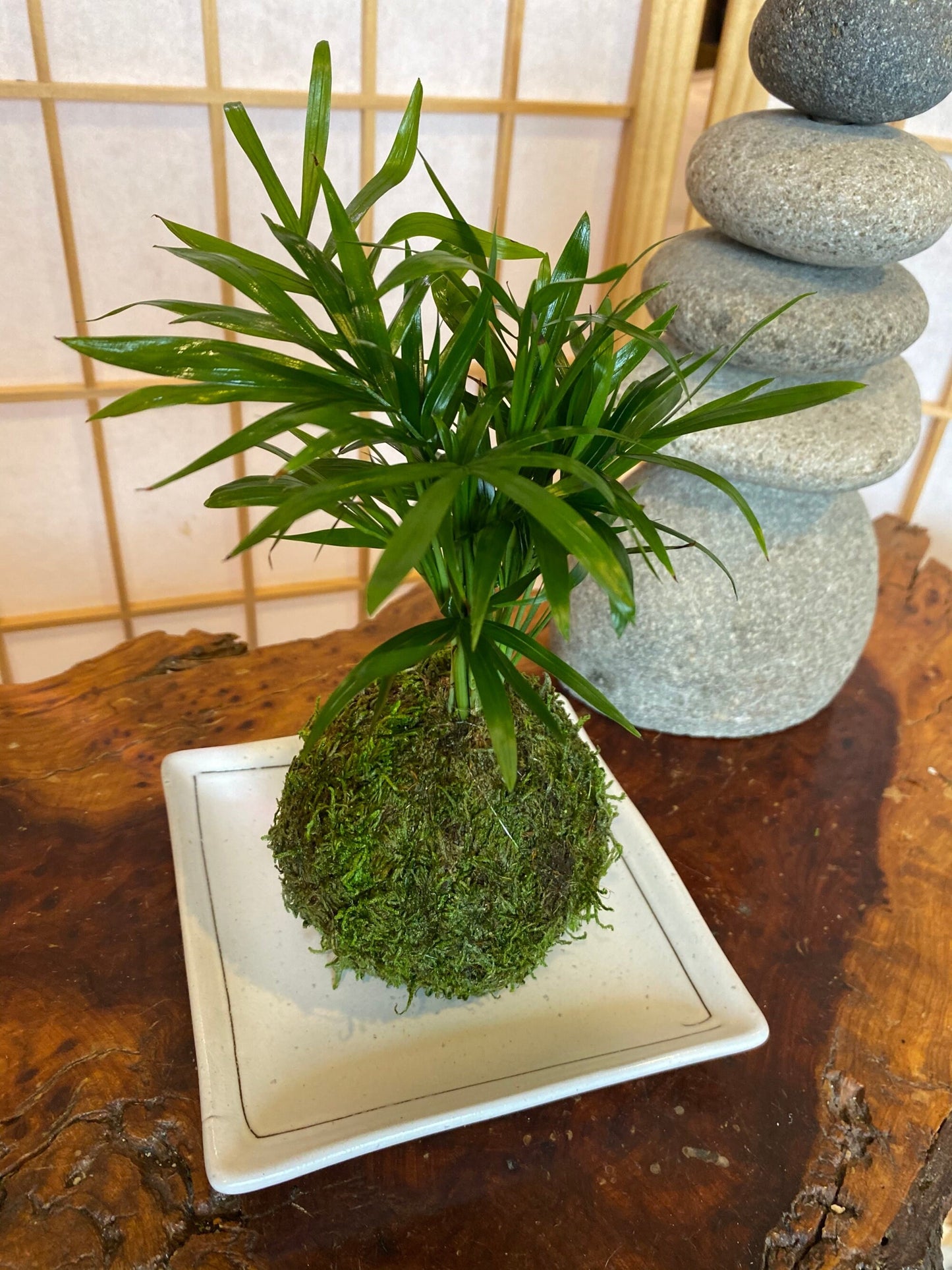 Square white matt white saucer for Small to Medium Kokedama