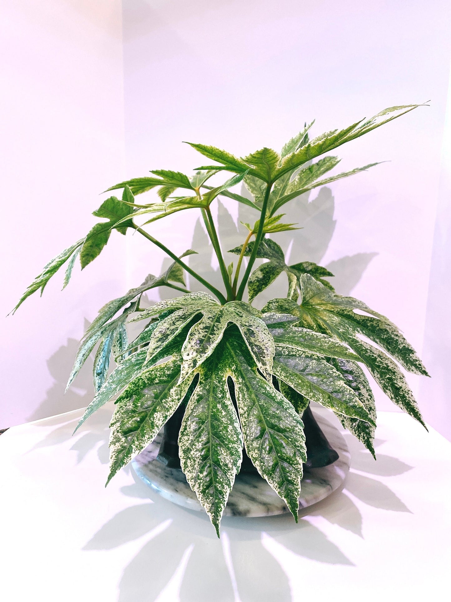 Fatsia japonica 'Tsumugi Shibori' (Large) Kokedama - Feel the forest at your home!
