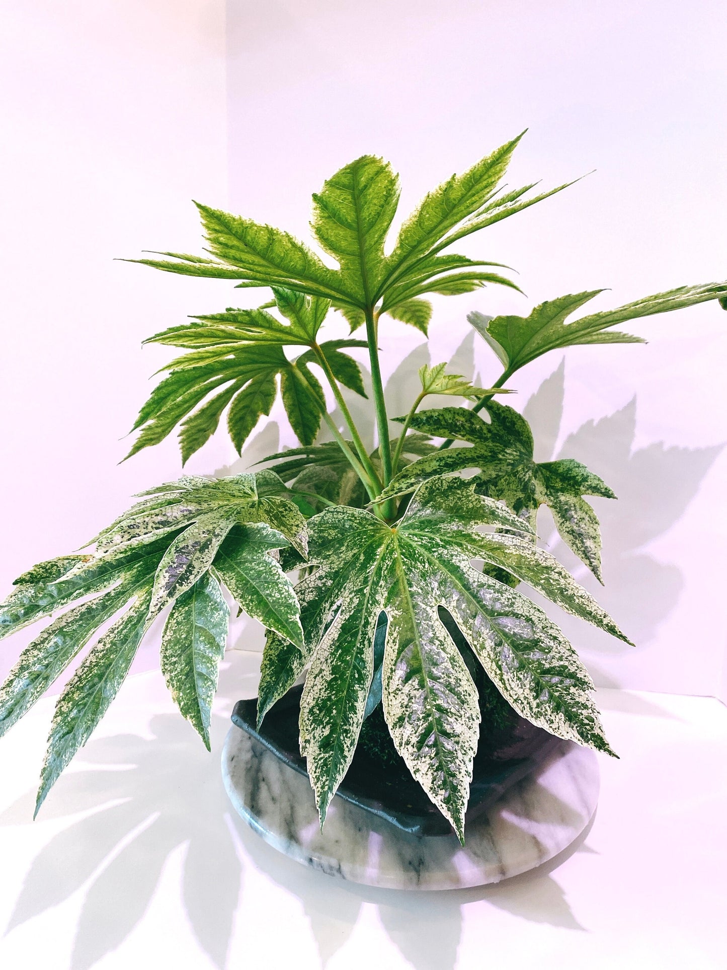 Fatsia japonica 'Tsumugi Shibori' (Large) Kokedama - Feel the forest at your home!